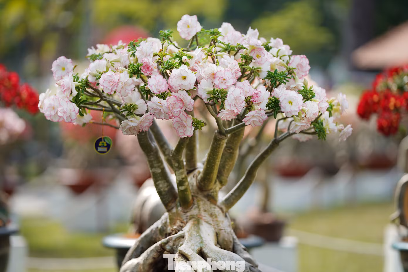 Giống sứ Quỳnh Chi độc lạ hơn với viền đỏ quanh cánh trắng. Giống sứ Quỳnh Chi độc lạ hơn với viền đỏ quanh cánh trắng.