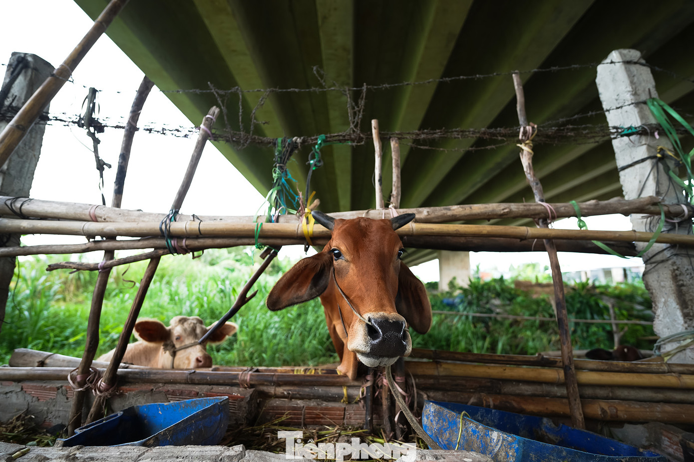 Khu vực được xem là mất cảnh quan dưới cao tốc TPHCM – Trung Lương là đoạn cầu bắt qua Vàm Cỏ Tây, người dân chăn nuôi gia súc, gia cầm… vô tư ra vào khu vực cấm, khu vực nguy hiểm. Không những vậy, có cả bãi phế liệu, bãi chứa hàng hóa đang hoạt động bên trong hàng rào cao tốc.