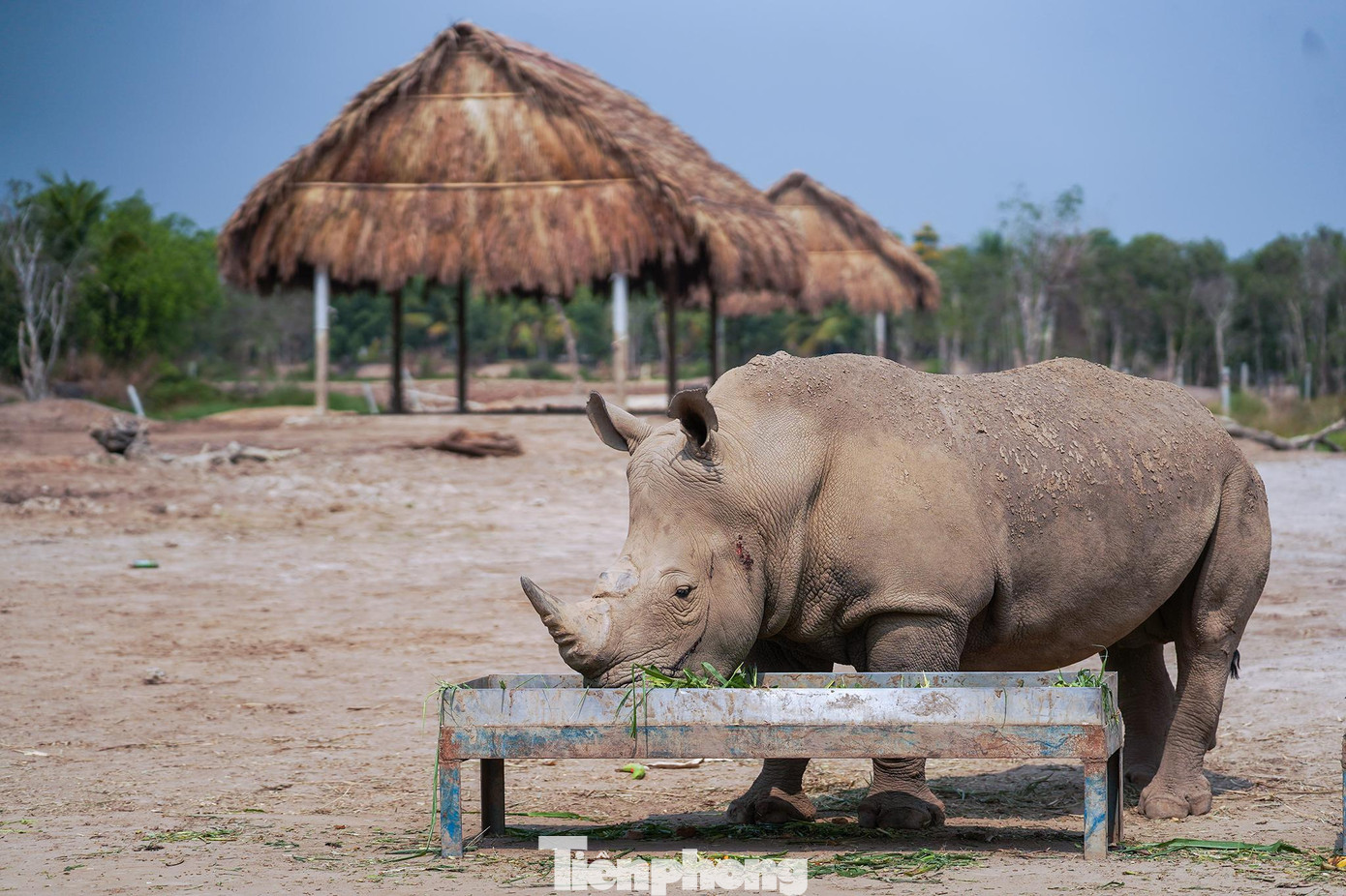 Hiện tại vườn thú này có 5 cá thể tê giác trắng, nặng từ 1,5-2,3 tấn.