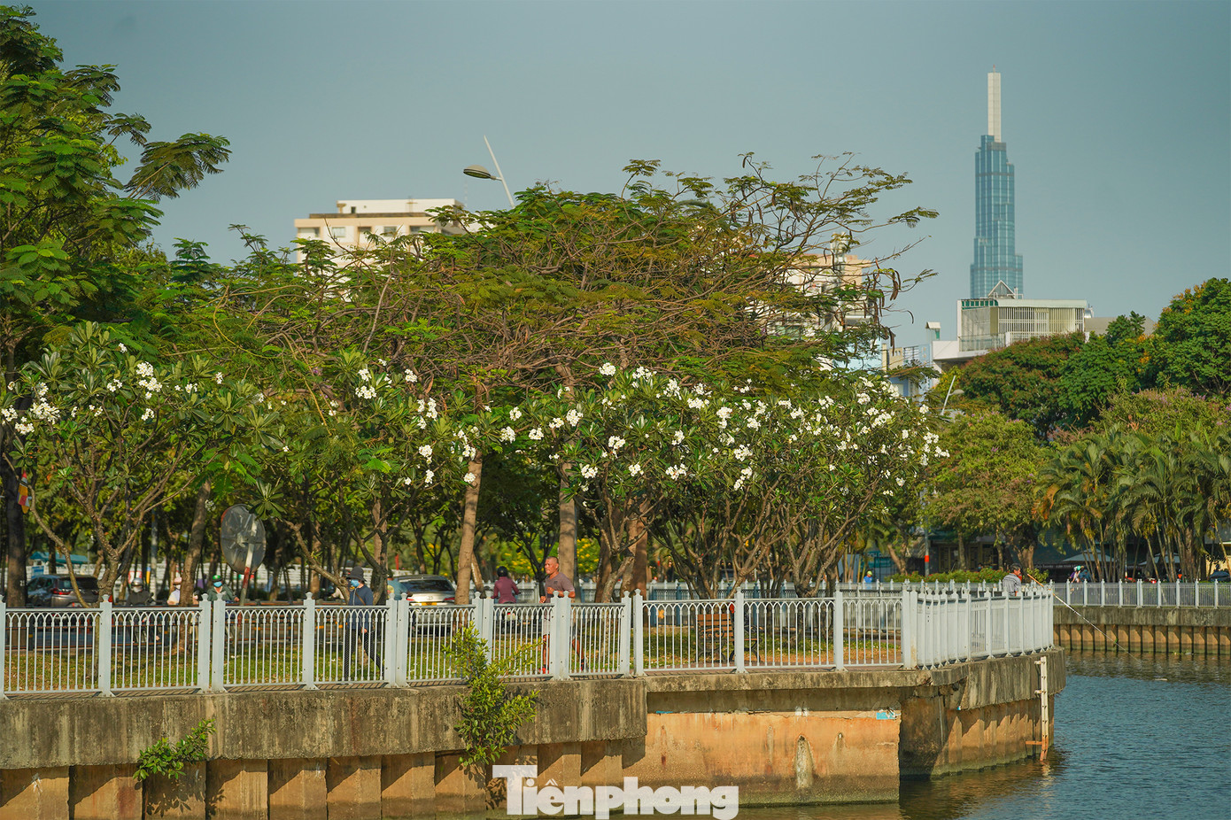 Tháng 3, TPHCM oi bức dần, báo hiệu một mùa hạ thì những cánh hoa cũng đượm sắc bên những vòm lá chuẩn bị thay màu.