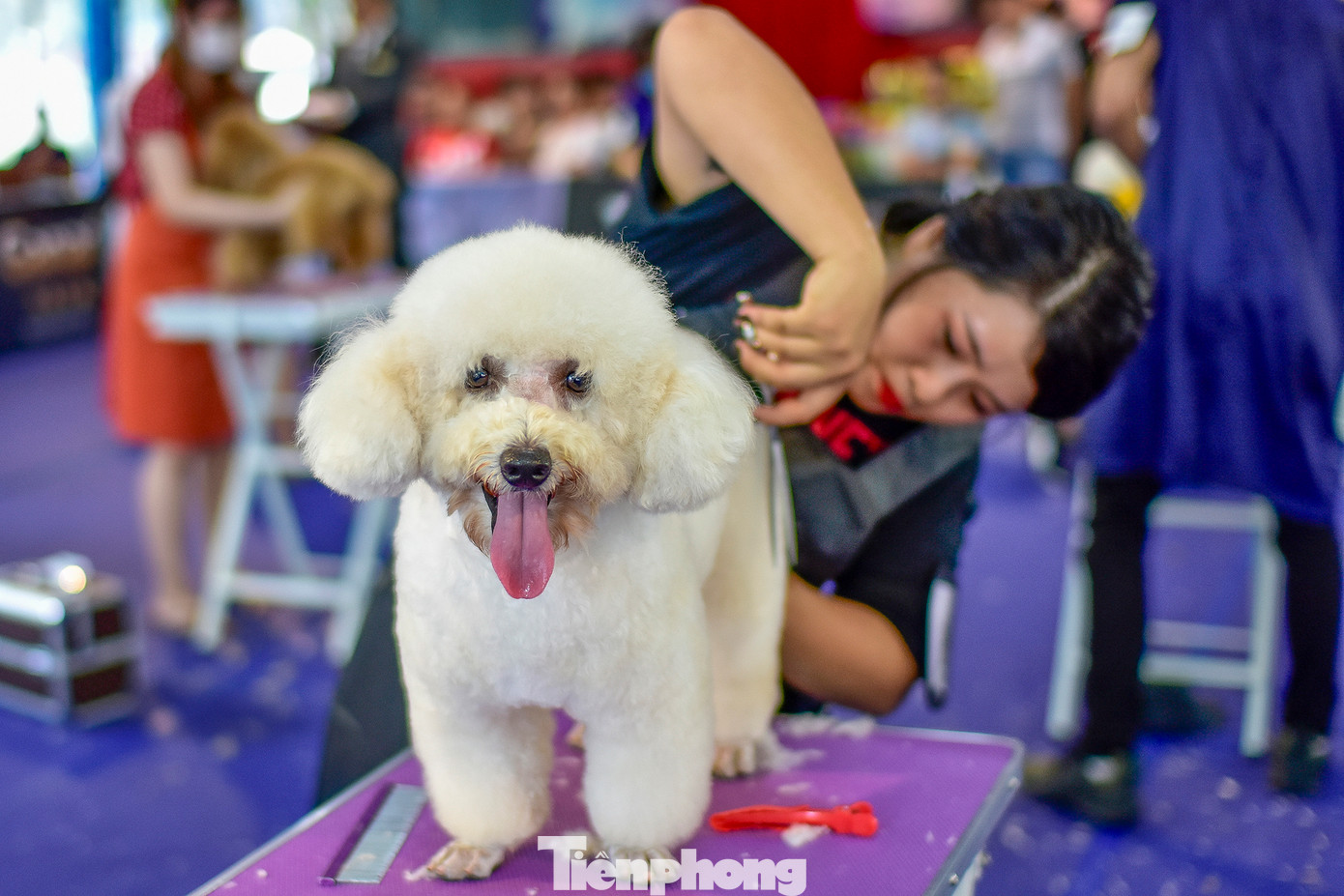 Dự kiến hoạt động biểu diễn spa cho thú cưng sẽ thu hút khán giả đến cổ vũ cho các đội thi. Dự kiến hoạt động biểu diễn spa cho thú cưng sẽ thu hút khán giả đến cổ vũ cho các đội thi.