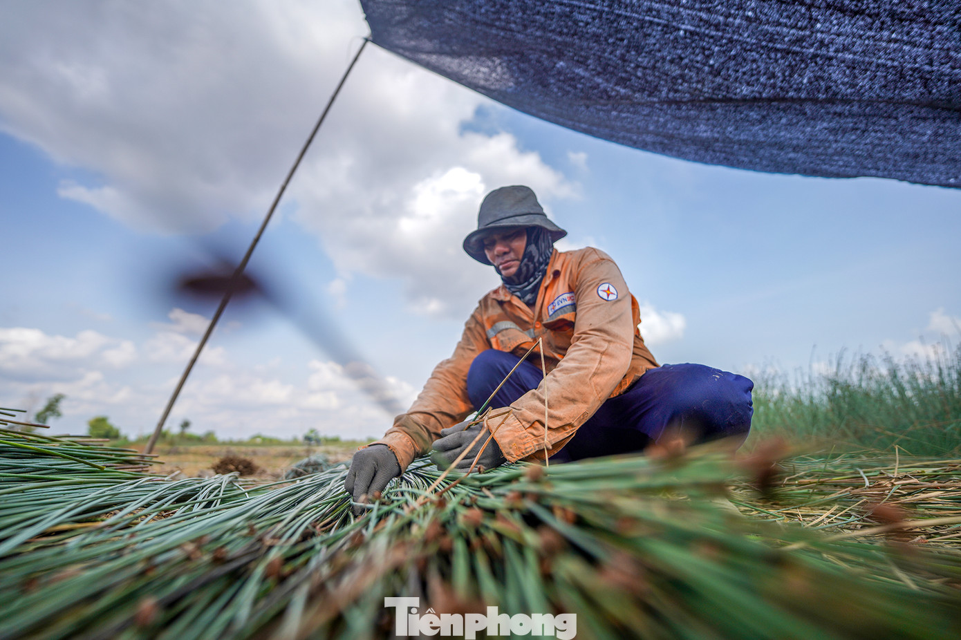 Những năm gần đây, người dân trồng cỏ bàng phấn khởi bởi giá thương lái thu mua tương đối cao. Mỗi năm, người dân thu lãi hàng trăm triệu đồng.