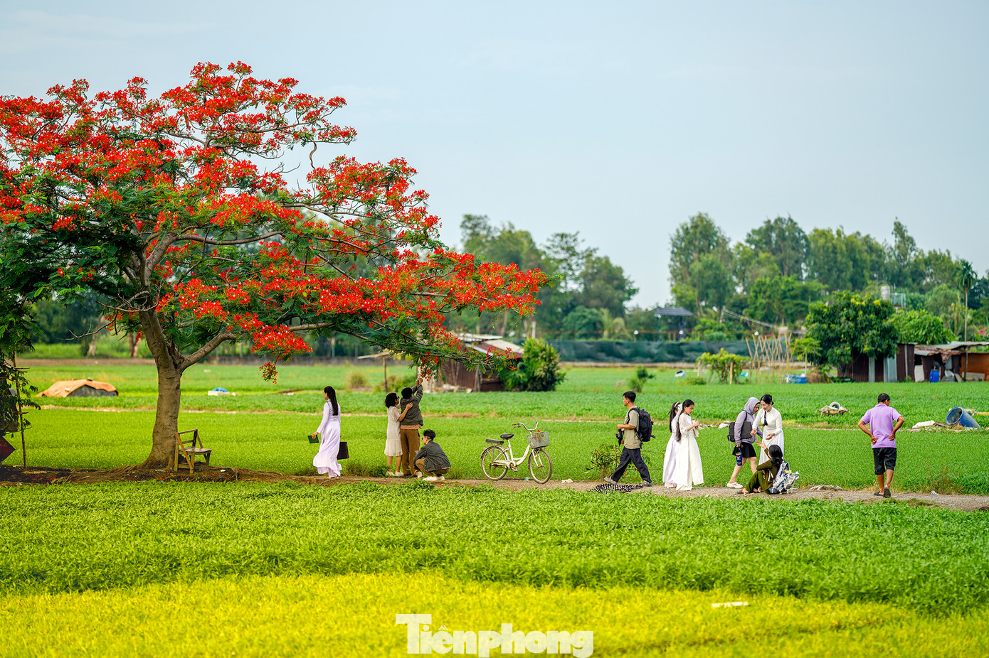 Ở TPHCM, giữa hàng triệu bóng cây, một cây phượng nở rộ, đơn lẻ, lại có khung cảnh hoang sơ, tĩnh lặng như thế này rất hiếm. Anh Nguyễn Vũ Khánh (nhiếp ảnh gia tự do) cho biết: “Tôi đã chụp nhiều nơi, nhưng không gian ở đây mang lại cảm giác hoài niệm đặc biệt. Ánh nắng chiều xuyên qua tán lá, màu hoa đỏ nổi bật giữa bầu trời xanh, tất cả tạo nên bức tranh mùa hè rất nên thơ”