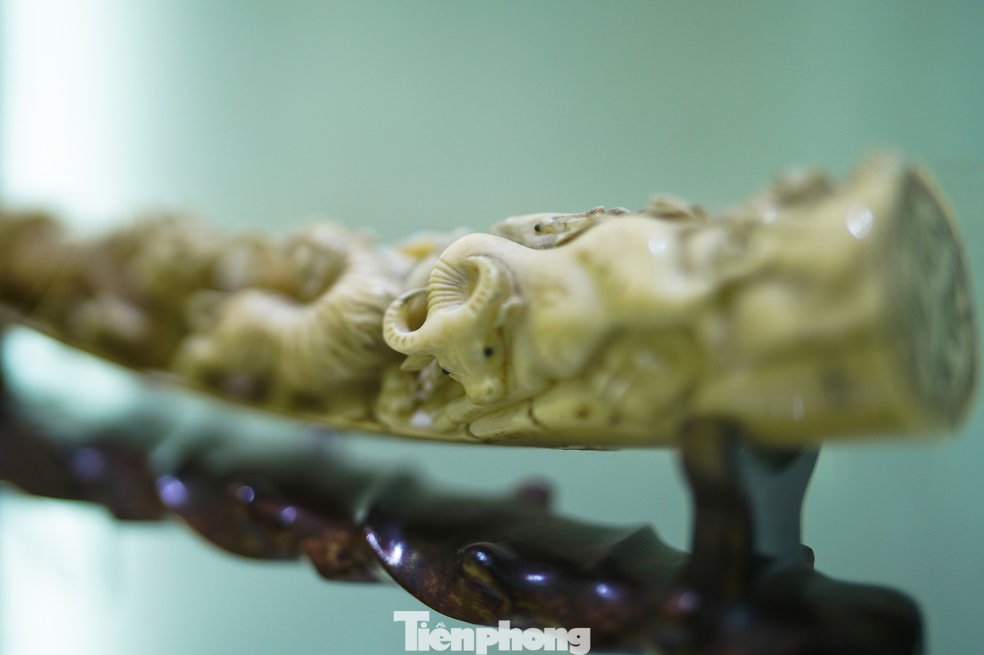 Vào triều Nguyễn, voi được biên chế vào binh chủng hoàng gia như xe tăng, thiết giáp... Chính vì thế, nhà Nguyễn ban hành chỉ dụ bảo tồn voi. Ngà voi chỉ được khai thác từ những cá thể đã chết, rụng tự nhiên, quà cho tặng... Hoàng gia độc quyền khai thác ngà voi. Việc khai thác ngà voi được xem là vi phạm luật pháp. Ngà voi được sánh ngang vàng, được chế tác ấn. Điển hình là ấn của vua Tự Đức (1867-1883).