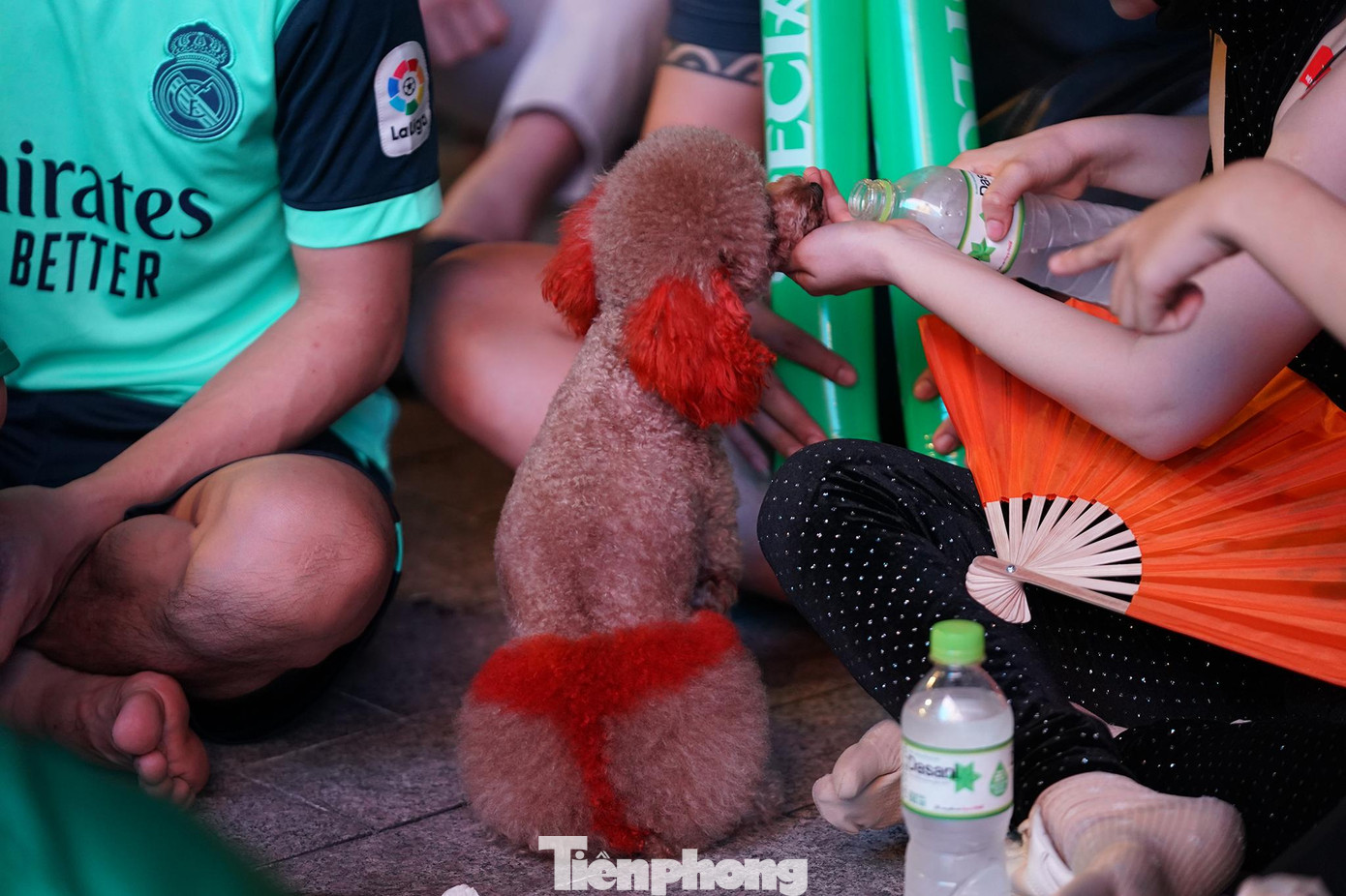 Một "CĐV" đặc biệt thu hút sự chú ý của mọi người. Một "CĐV" đặc biệt thu hút sự chú ý của mọi người.