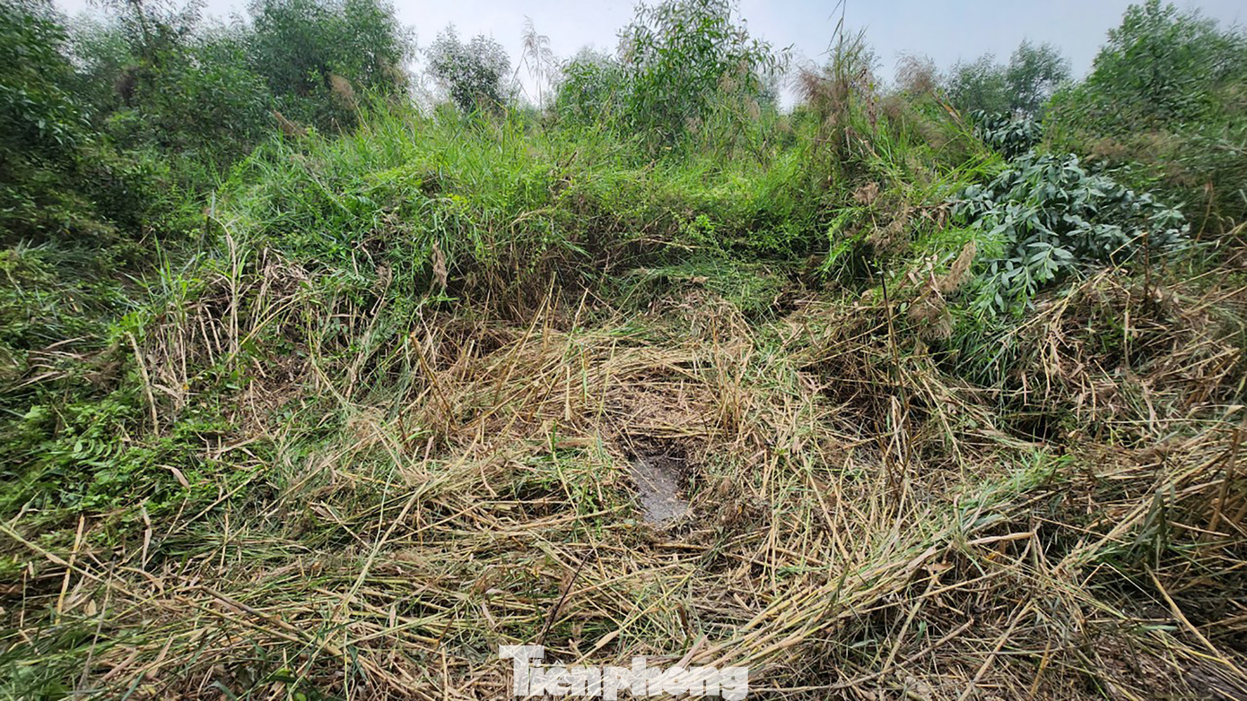 Cây cối um tùm tạo điều kiện cho nghi phạm lẫn trốn nhiều ngày.