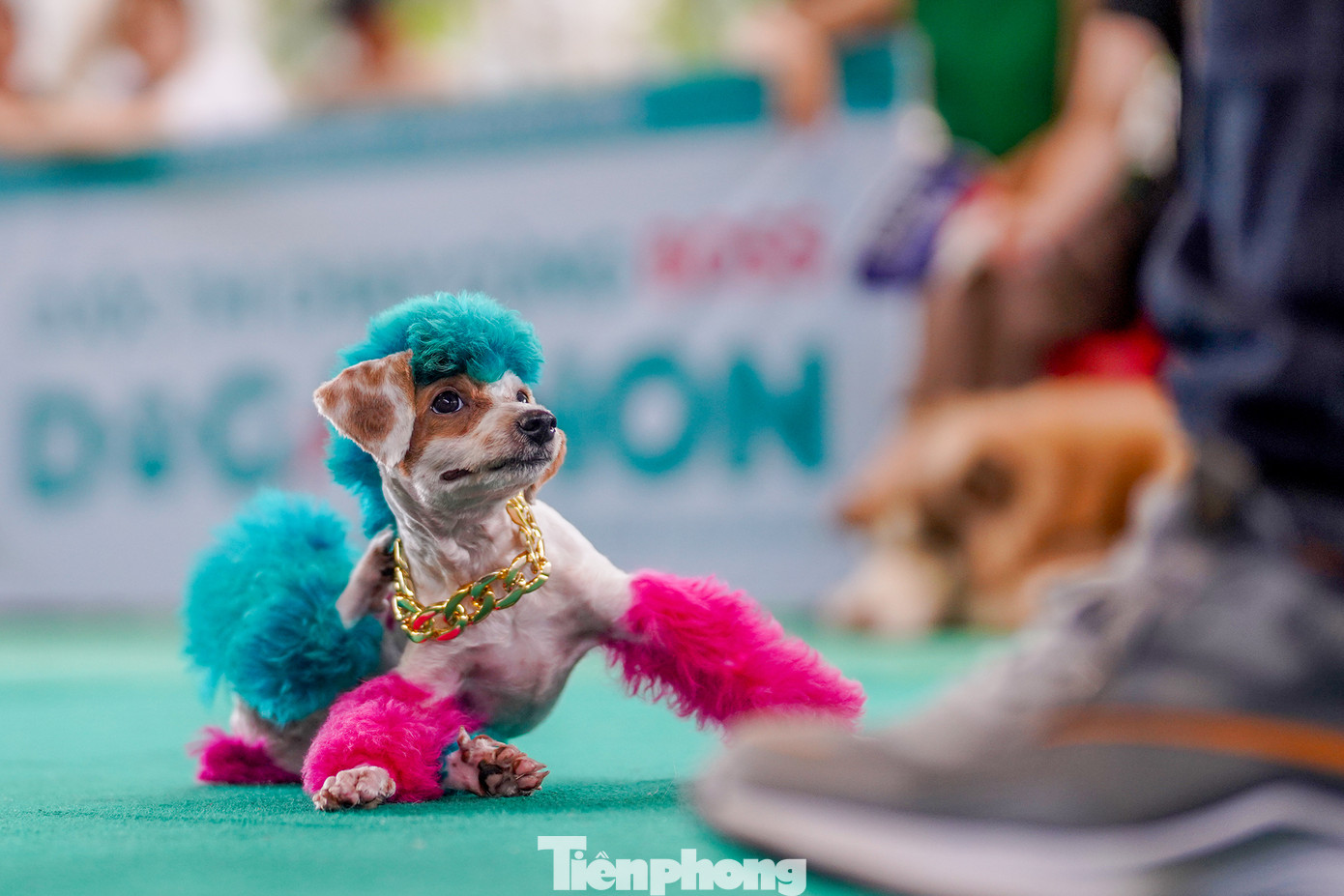 Chú chó có tên Labubu ấn tượng với bộ lông và dòng chữ trên lưng, thu hút mọi ánh nhìn với tài năng làm trò lém lỉnh của mình.