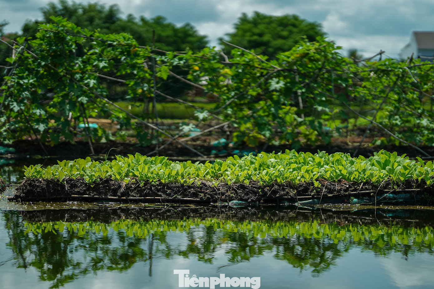 Mỗi loại rau phù hợp với độ dày khác nhau của giá thể trên bè nổi Mỗi loại rau phù hợp với độ dày khác nhau của giá thể trên bè nổi