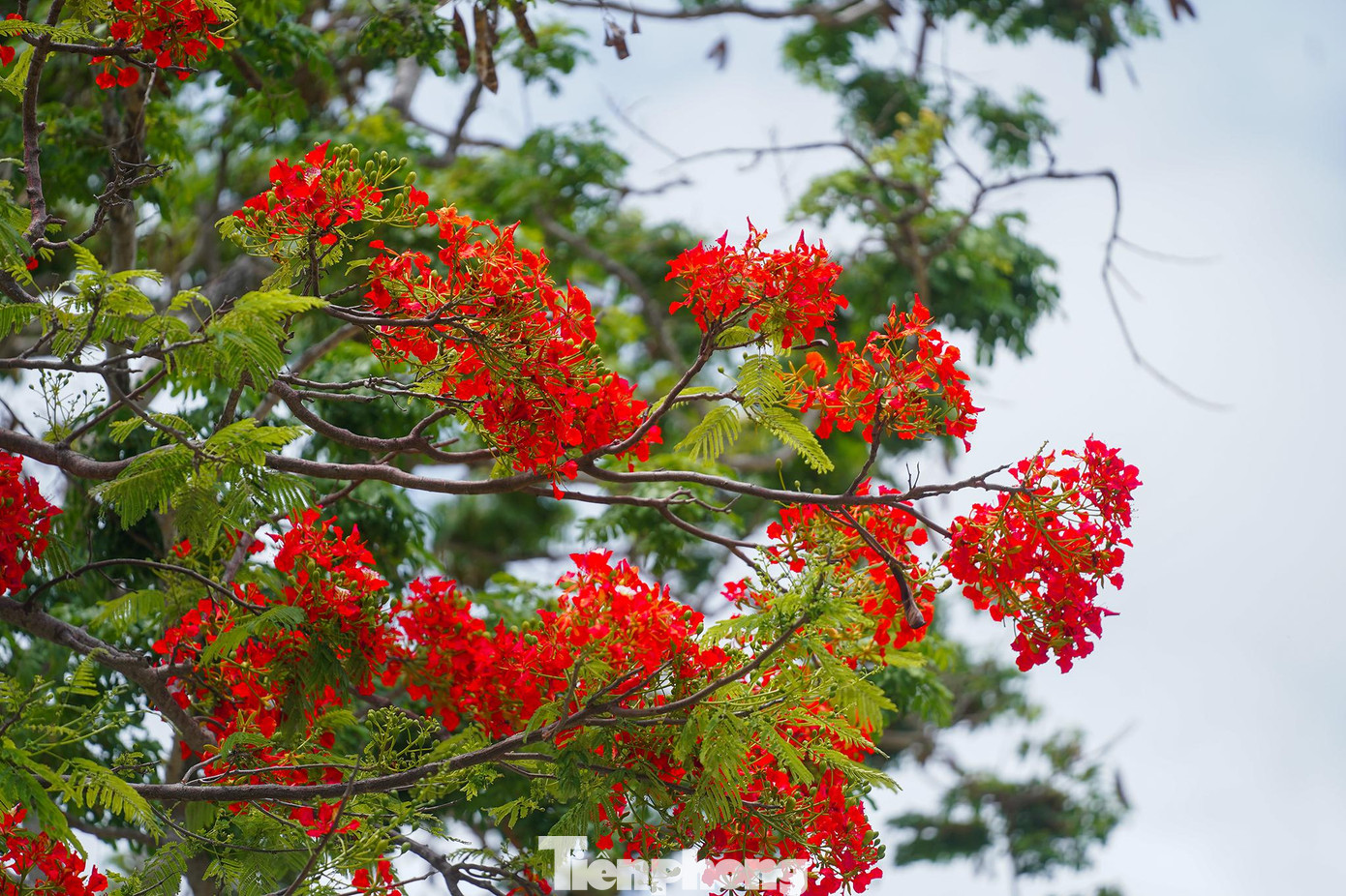 Từ sân bay Cỏ Ống đến tận Bến Đầm, qua chùa Núi Một vào tận thị trấn… rực sắc đỏ phượng vĩ. Từ sân bay Cỏ Ống đến tận Bến Đầm, qua chùa Núi Một vào tận thị trấn… rực sắc đỏ phượng vĩ.