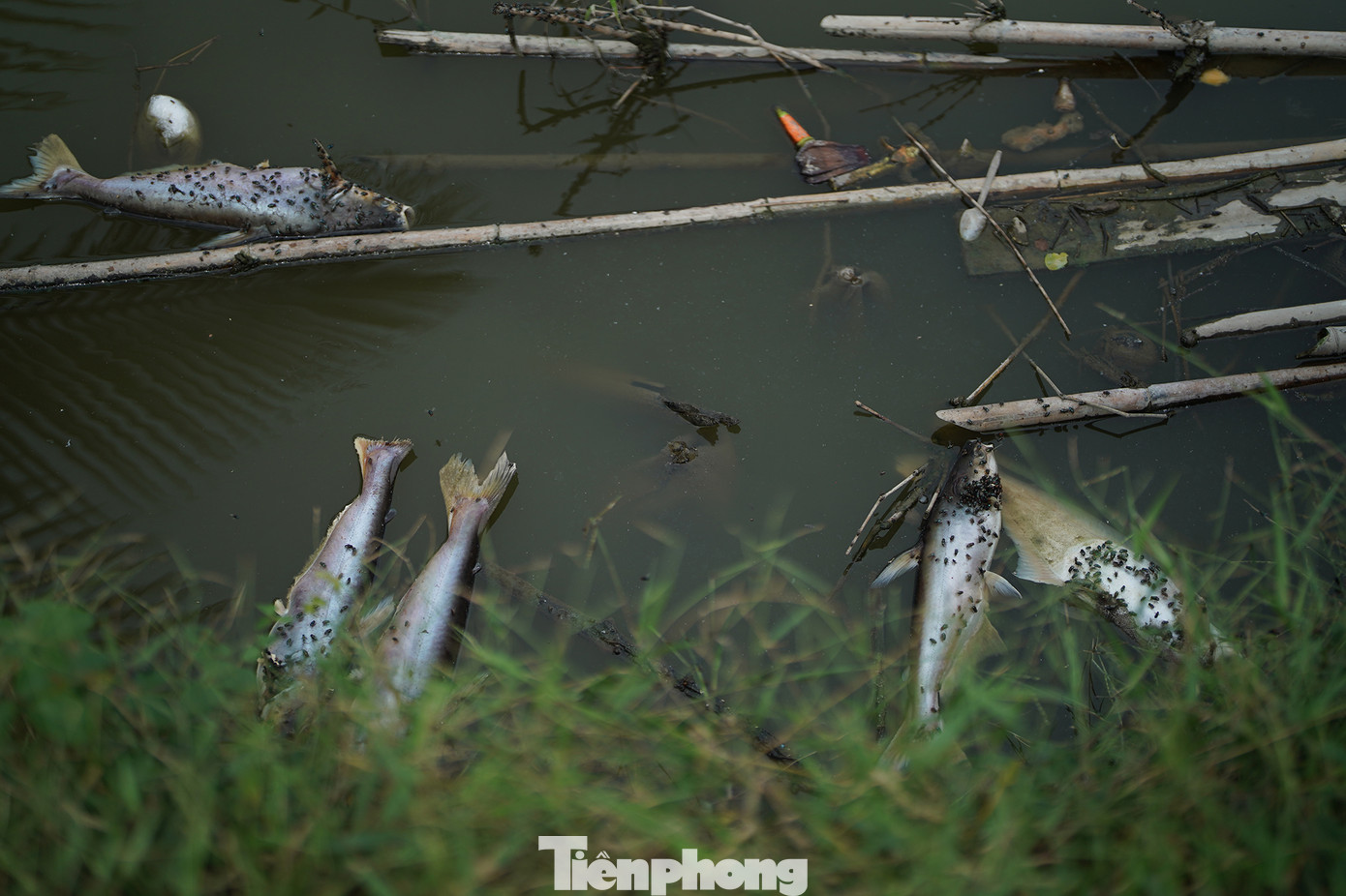 Phía dưới ao vẫn còn khá nhiều xác cá chưa được vớt, mỗi con có trọng lượng hơn một ký.