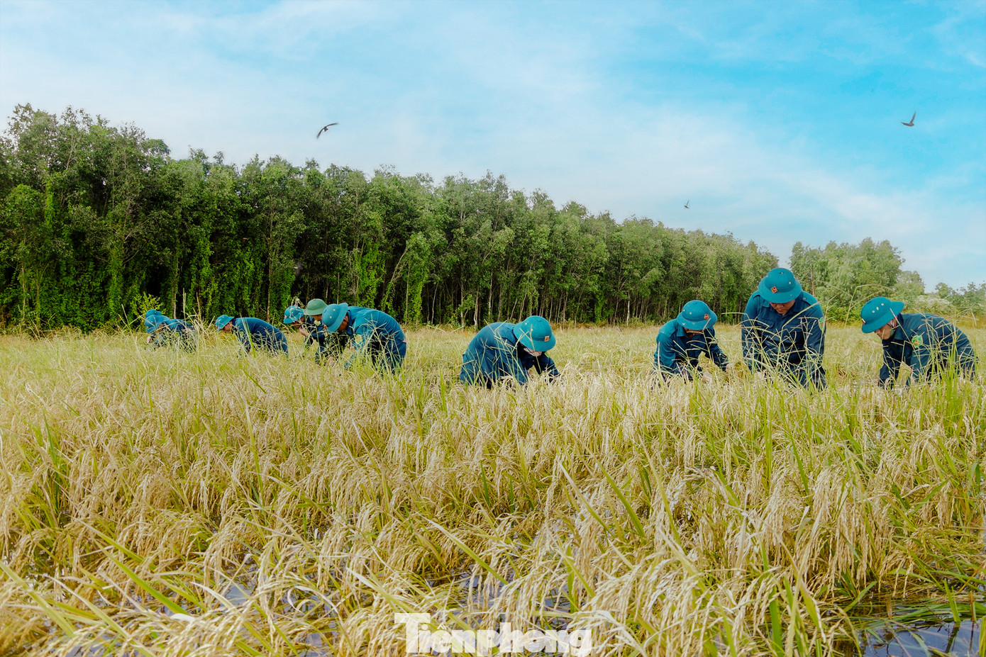 Với sự hỗ trợ của các lực lượng vũ trang tại địa phương, sau hơn bốn ngày triển khai, 14ha lúa bị ngập úng của người dân đã được thu hoạch xong. Cấp ủy, chính quyền địa phương đã tích cực liên kết với các doanh nghiệp trên địa bàn giúp người dân phóng lúa, sấy khô và thu mua để giảm thiệt hại tối đa cho người dân. Ảnh: Biện Cường.