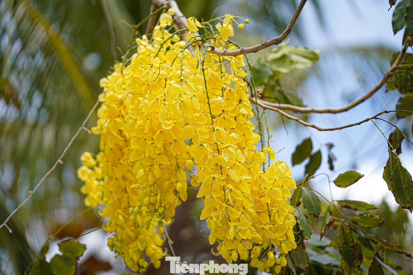 Lẫn trong sắc đỏ của những cánh hoa phượng là màu vàng rực rỡ của hoa bọ cạp vàng. Loài hoa này cũng nở vào tháng cuối tháng 3. Nơi trồng nhiều hoa bọ cạp vàng nhất ở Côn Đảo là con đường Trần Phú, đoạn ở gần bưu điện Côn Đảo. Lẫn trong sắc đỏ của những cánh hoa phượng là màu vàng rực rỡ của hoa bọ cạp vàng. Loài hoa này cũng nở vào tháng cuối tháng 3. Nơi trồng nhiều hoa bọ cạp vàng nhất ở Côn Đảo là con đường Trần Phú, đoạn ở gần bưu điện Côn Đảo.