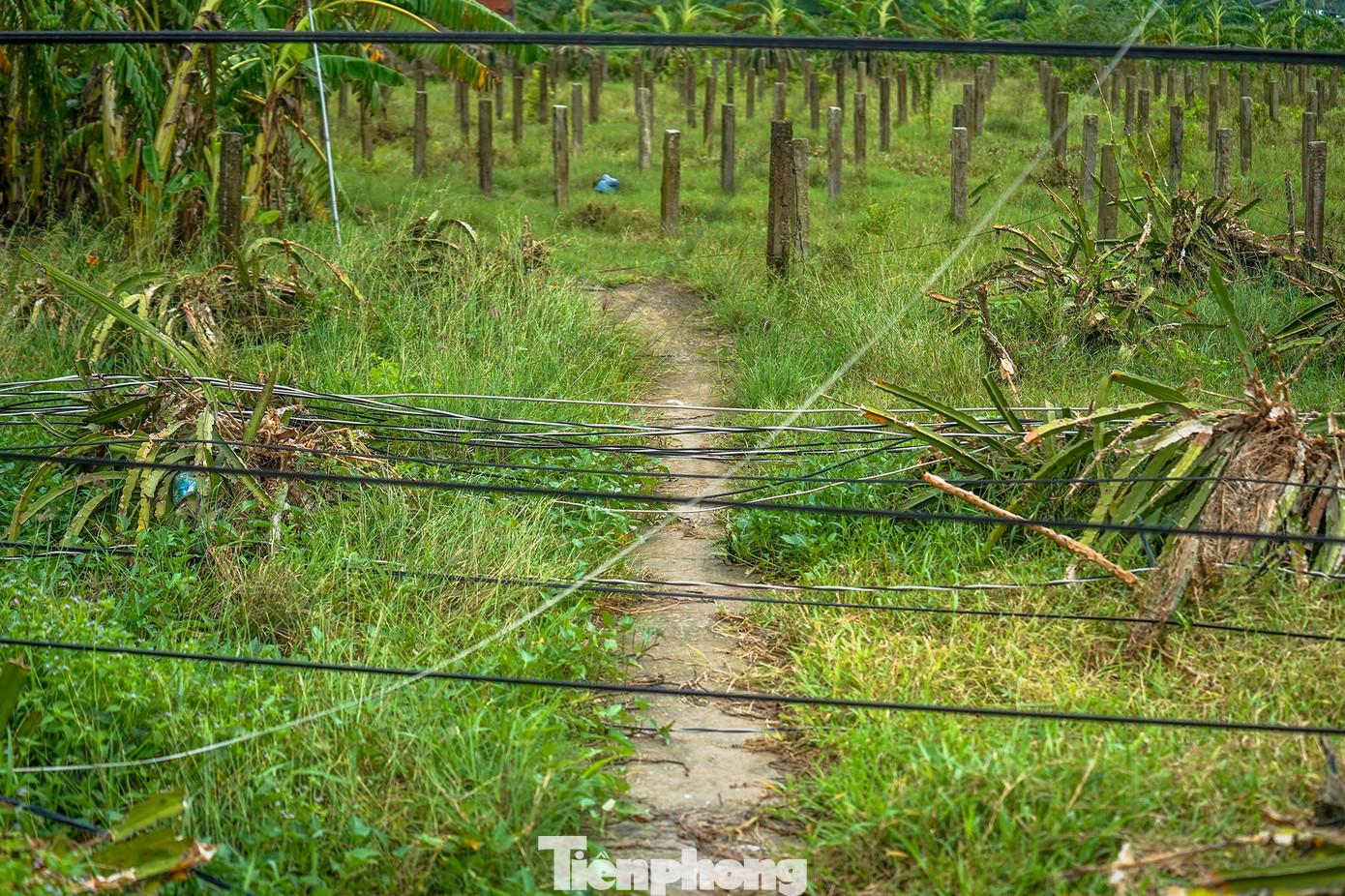 Một số vườn thanh long, người dân chưa thể vào vì dây điện vẫn chằng chịt.
