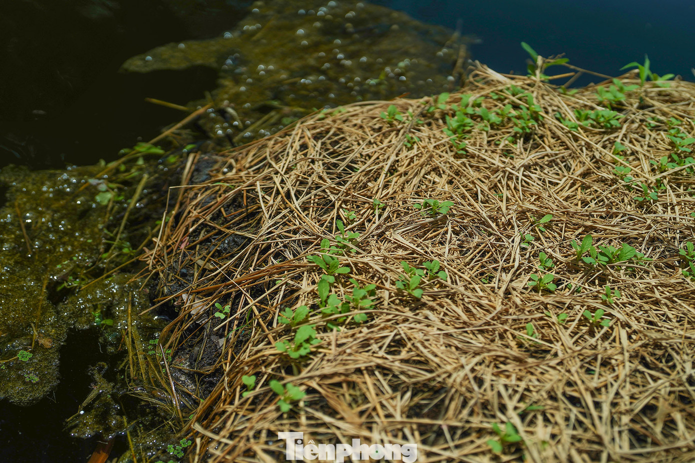 Sau hơn 3 năm đi vào hoạt động, mô hình trồng rau trên bè nổi của ông Đắc đã mang lại hiệu quả kinh tế cao. Mô hình này cũng mở ra hướng đi mới trong phát triển kinh tế và bảo vệ môi trường, rất phù hợp với các vùng sông nước. Sau hơn 3 năm đi vào hoạt động, mô hình trồng rau trên bè nổi của ông Đắc đã mang lại hiệu quả kinh tế cao. Mô hình này cũng mở ra hướng đi mới trong phát triển kinh tế và bảo vệ môi trường, rất phù hợp với các vùng sông nước.