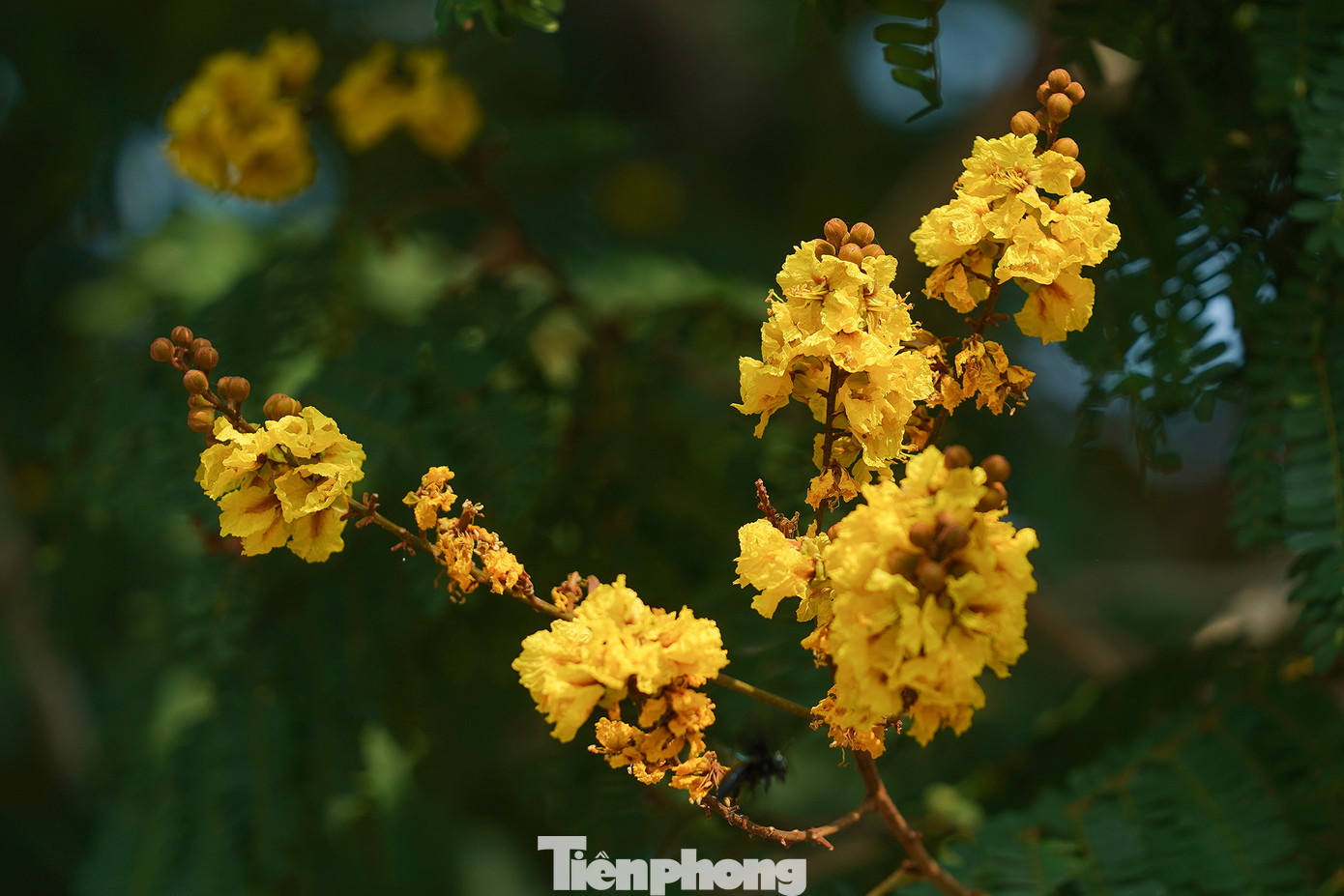 Cây điệp vàng thuộc họ Đậu (Fabaceae). Chiều cao trung bình của cây thường rơi vào khoảng 10-15m với đường kính thân tầm 30-50cm.