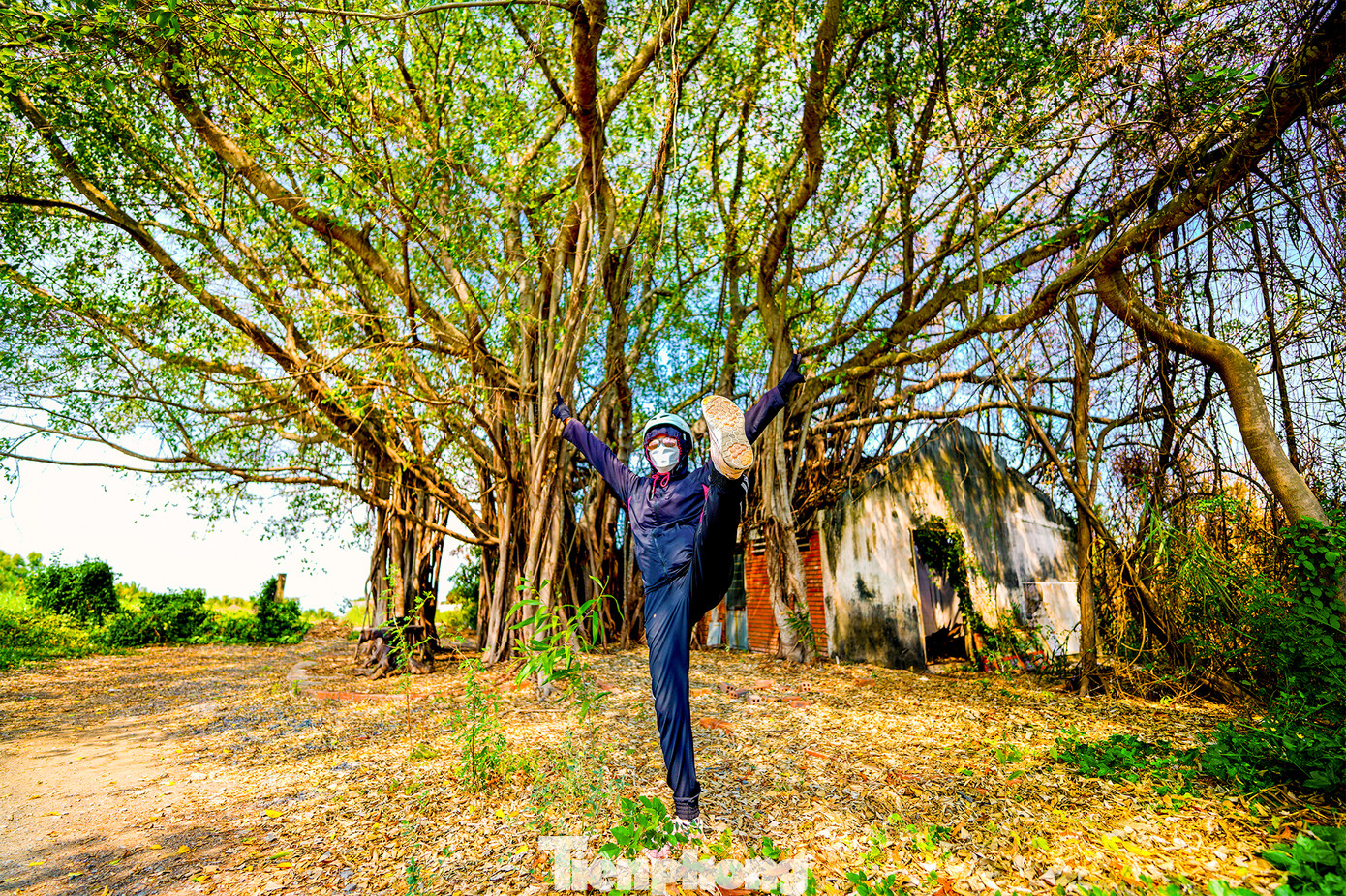 Một góc chụp ảnh hoài cổ được các bạn trẻ khám phá. Cây cổ thụ này nằm gần phà Bình Khánh.