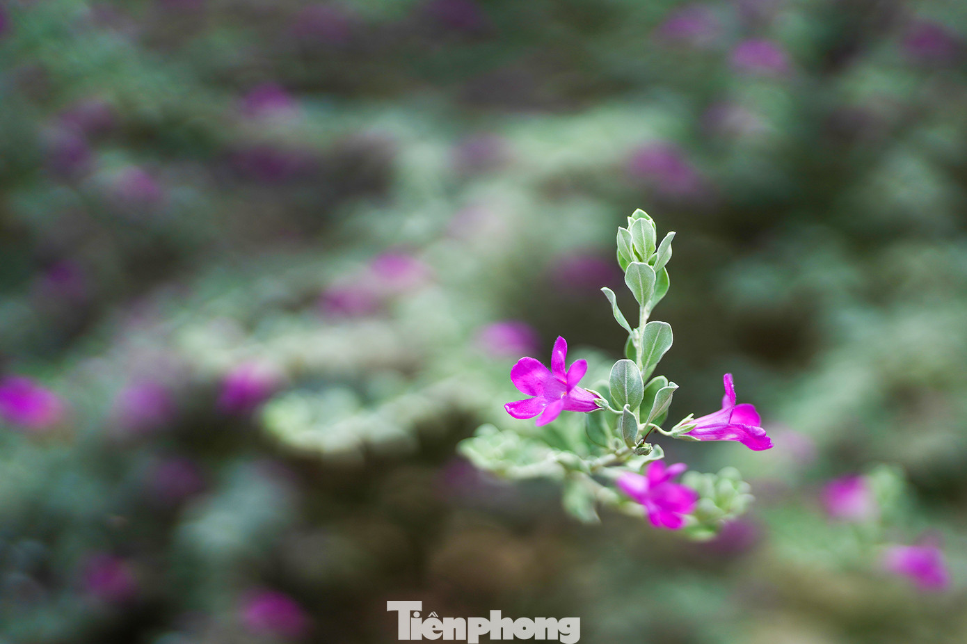 Tuyết Sơn Phi Hồng có tên khoa học là Leucophyllum frutescens, có nguồn gốc từ Texas, và phân bố chủ yếu ở sa mạc Chihuahuan và miền bắc Mexico. Đến nay, cây Tuyết Sơn Phi Hồng đã được trồng rất nhiều ở Đông Nam Á và Florida do phù hợp với khí hậu nhiệt đới ẩm, cây nở hoa rất đẹp. Tuyết Sơn Phi Hồng còn thể hiện sức sống mãnh liệt trong mọi điều kiện khắc nghiệt, tượng trưng cho ý chí và sức mạnh của một người đàn ông.