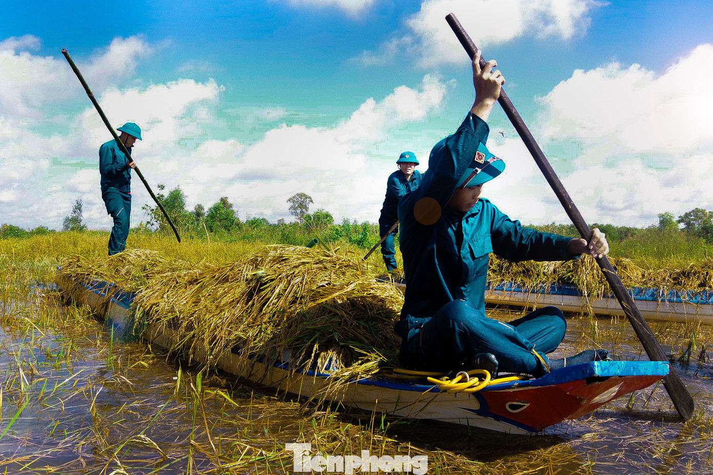Do bị ngập úng trong nhiều ngày nên hạt lúa đã nảy mầm trong nước. Dù thời tiết khá oi bức nhưng bộ đội, dân quân vẫn nhiệt tình làm việc xuyên trưa. Ảnh: Biện Cường
