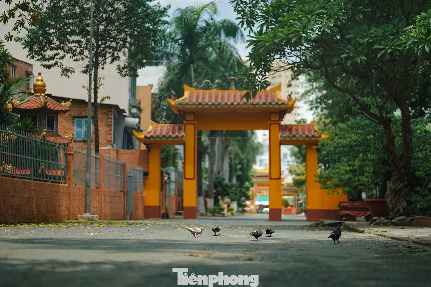 Chùa Giác Lâm, hay còn gọi là tổ đình Giác Lâm tọa lạc tại số 118, Lạc Long Quân, quận Tân Bình. Ngôi chùa có khung cảnh yên bình, chim chóc quần tụ, cây cối toả bóng mát quanh năm...