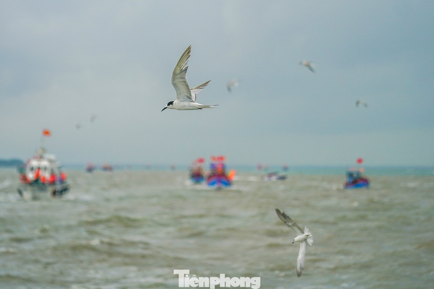 Nhiều ngư dân phấn khởi khi thấy đàn nhạn biển chao liệng quanh ghe nghinh và đây được cho là điềm lành đối với ngư dân. "Không biết vô tình hay hữu ý, thường theo sau ghe nghinh là những đàn cá nhỏ, và những chú nhạn này sẽ lao xuống nước bắt mồi như một kiểu lấy lộc biển", vị tài công ghe Nghinh Ông chia sẻ.