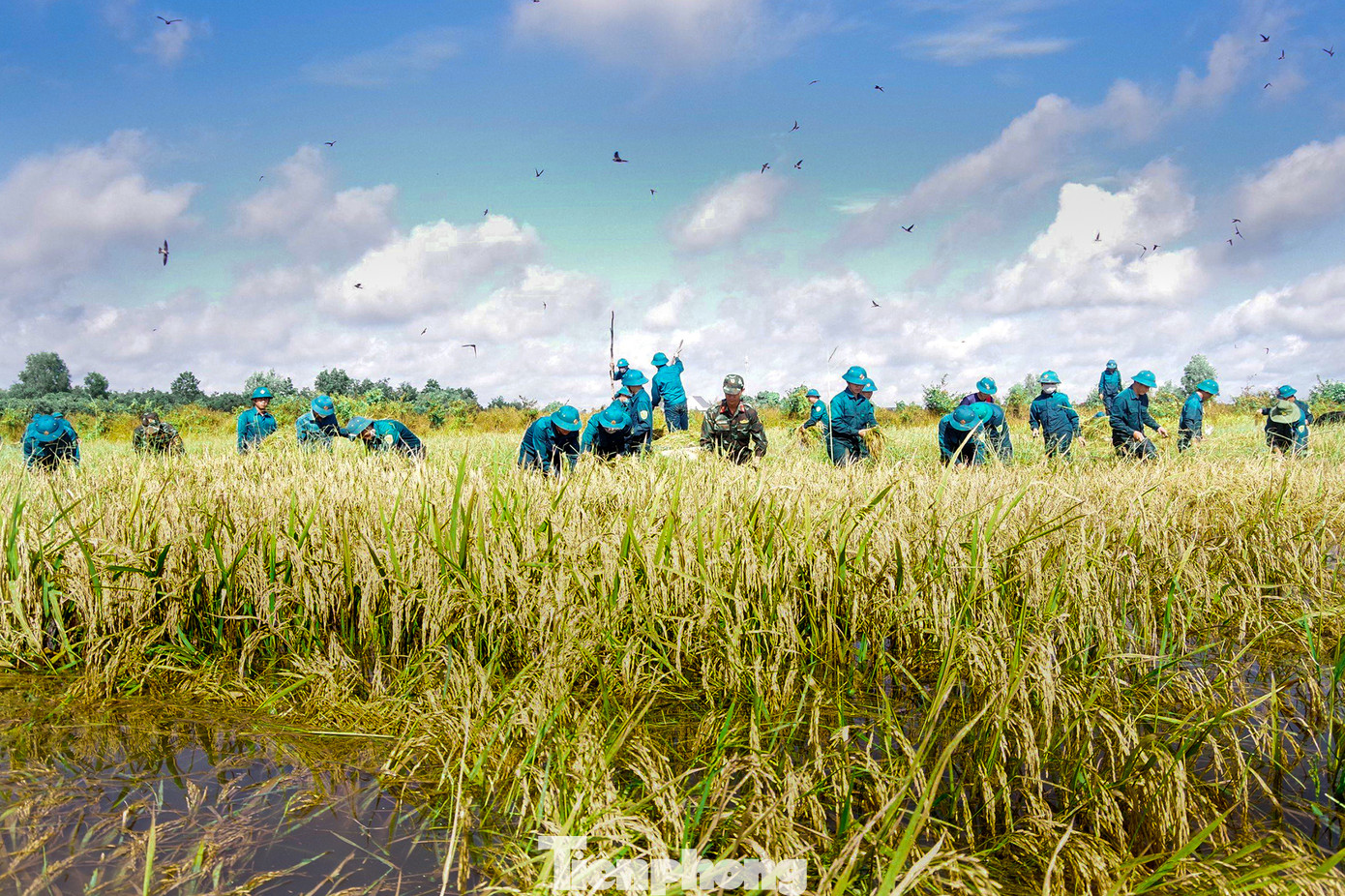 Gần 100 cán bộ, công an, quân đội, lực lượng dân quân... xuống ruộng hỗ trợ người dân nhanh chóng thu hoạch lúa để tránh ngập. Ảnh: Biện Cường