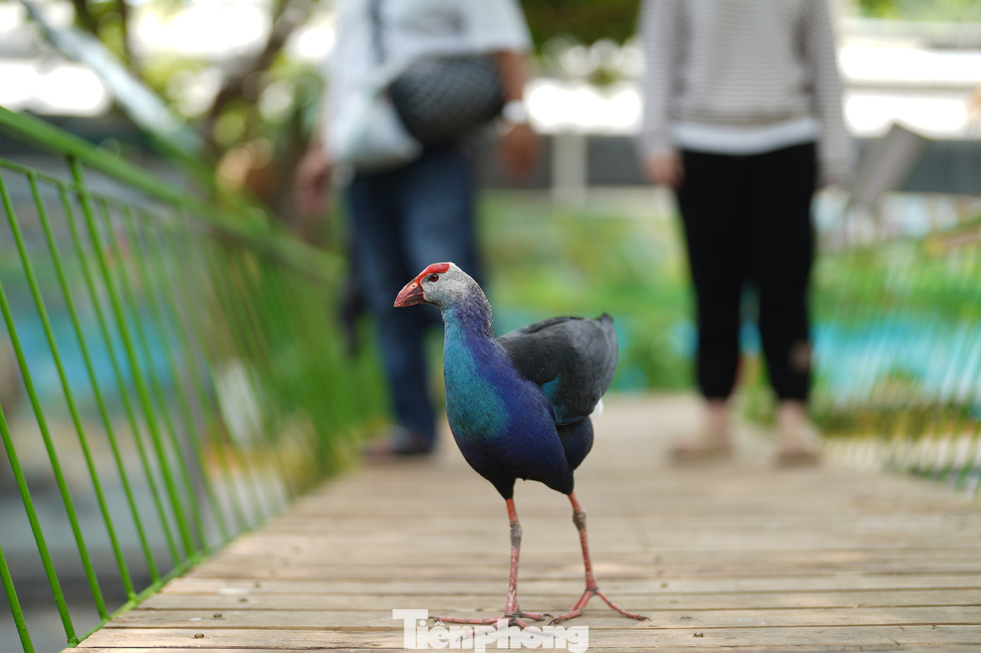 Vườn chim bên cạnh trang trại cừu cho du khách nhiều trải nghiệm thú vị trong những ngày nghỉ cuối tuần. Trong ảnh, chú chim Trích Cồ khá thân thiện với khách du lịch...