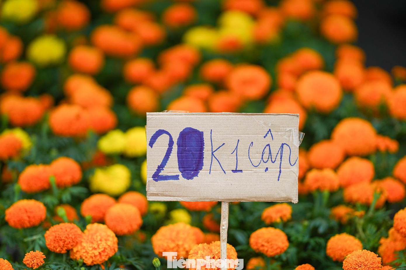 Giá thay đổi liên tục, sửa ngay trên giá cũ khiến người mua hoa cả mắt.