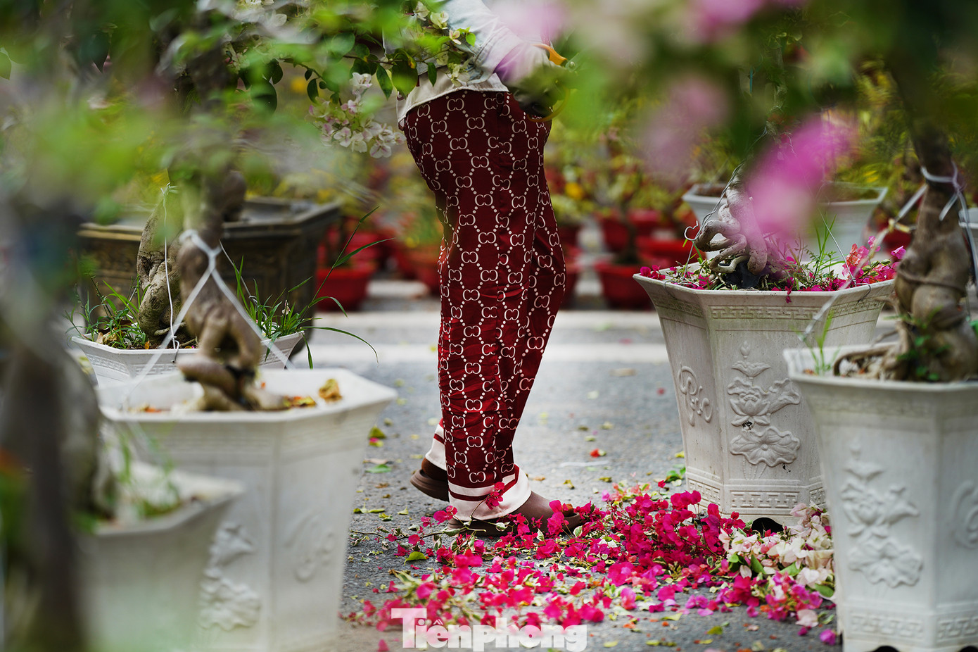 &quot;Với hoa giấy thì mình xả bỏ bông, giữ lại khung năm sau bán tiếp. Một chậu 500 ngàn đồng mà sáng giờ toàn trả 200 ngàn, không đủ công chăm&quot;, chủ gian hàng chia sẻ.