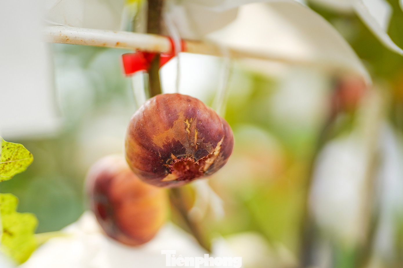 Sung Mỹ được bán lẻ trực tiếp tại vườn, bán online trên các sàn thương mại điện tử và bán sỉ ra thị trường cho các siêu thị, cửa hàng trái cây nhập khẩu...