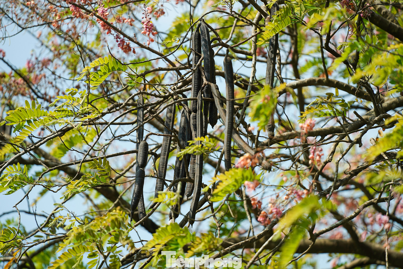 Vẻ yên bình rợp sắc hồng ô môi ở miền quê Long An ảnh 10