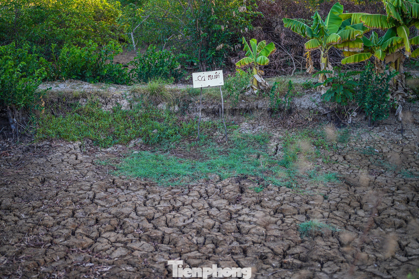 Xót xa hình ảnh vật dụng phục vụ nuôi cá, nuôi tôm phải xếp vào một gốc. Theo người dân một số người dân xã Tân Tập thì đã hai tháng sống trong tình trạng thiếu nước nghiêm trọng. Xót xa hình ảnh vật dụng phục vụ nuôi cá, nuôi tôm phải xếp vào một gốc. Theo người dân một số người dân xã Tân Tập thì đã hai tháng sống trong tình trạng thiếu nước nghiêm trọng.