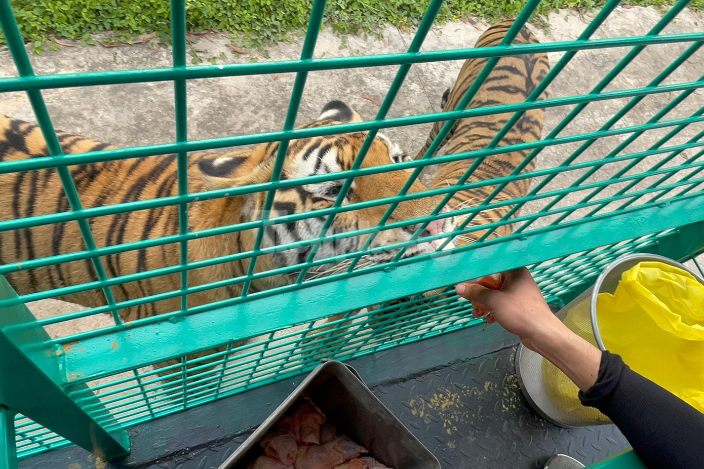 Cho hổ ăn trong trải nghiệm đi xe lồng tại vườn thú Mỹ Quỳnh.