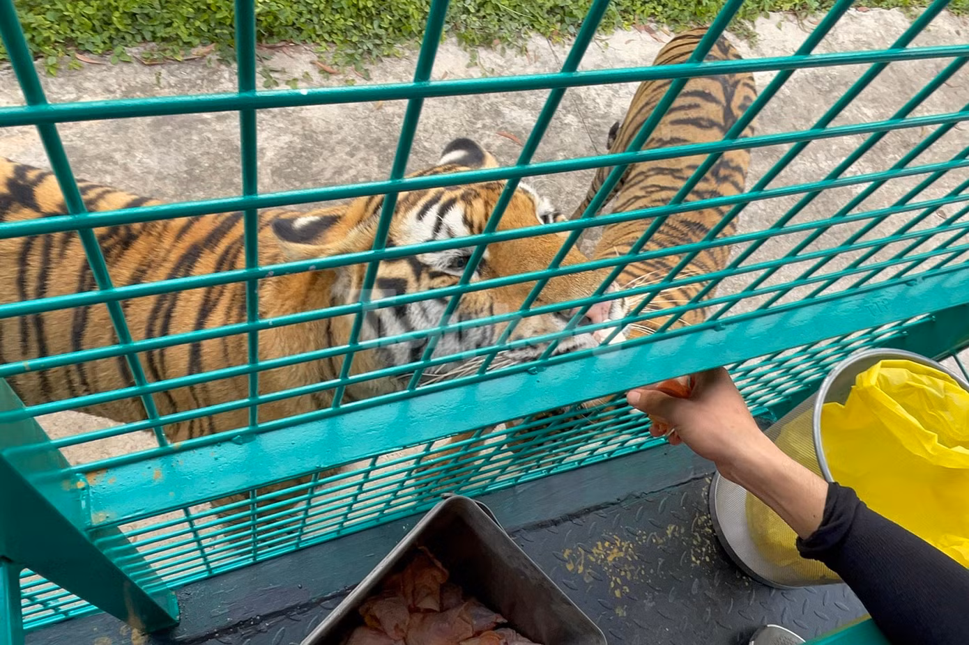 Cho hổ ăn trong trải nghiệm đi xe lồng tại vườn thú Mỹ Quỳnh.