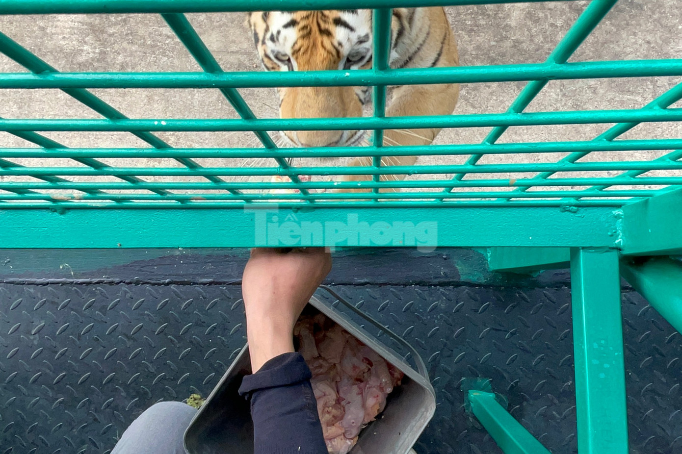 Cho hổ ăn trong trải nghiệm đi xe lồng tại vườn thú Mỹ Quỳnh.