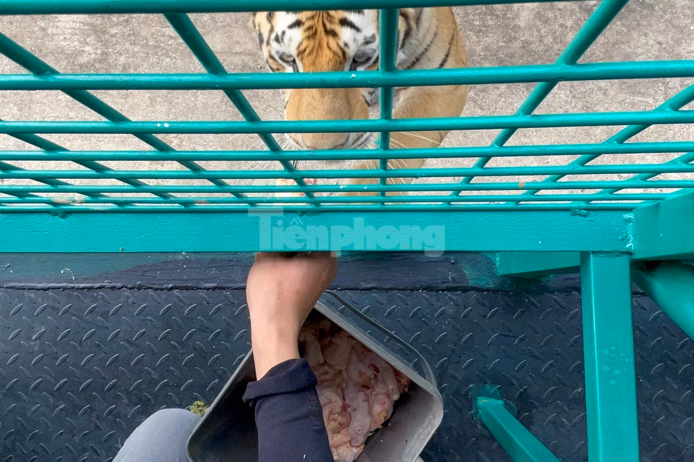 Cho hổ ăn trong trải nghiệm đi xe lồng tại vườn thú Mỹ Quỳnh.