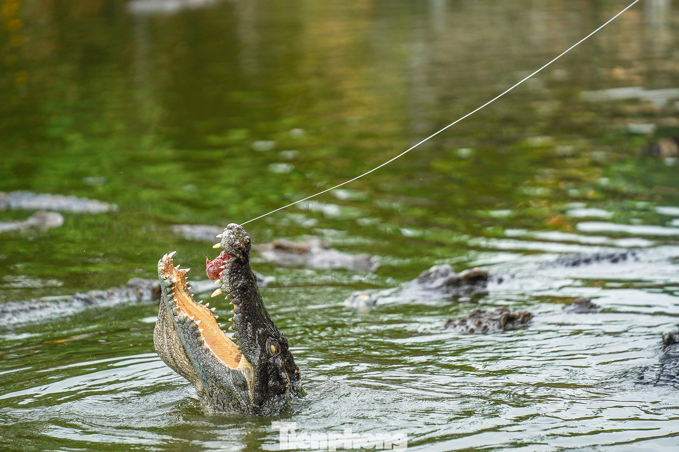Những con cá sấu há miệng chờ mồi là hình ảnh vừa phấn khích xen lẫn sợ hãi, thu hút nhiều lượt khách trải nghiệm, nhất là vào những dịp lễ, Tết.