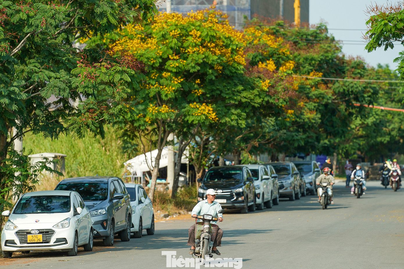 Hàng điệp vàng cũng tạo bóng mát cho ô tô, hàng quán, người dân buôn bán dạo... Đi cùng phượng vĩ, điệp vàng cũng gắn liền với biết bao kỷ niệm ngây thơ của thời học trò. Mỗi khi hè đến, khi dạo quanh những con đường, trường học, màu vàng tươi tắn của điệp vàng càng trở nên sặc sỡ hơn bao giờ hết.