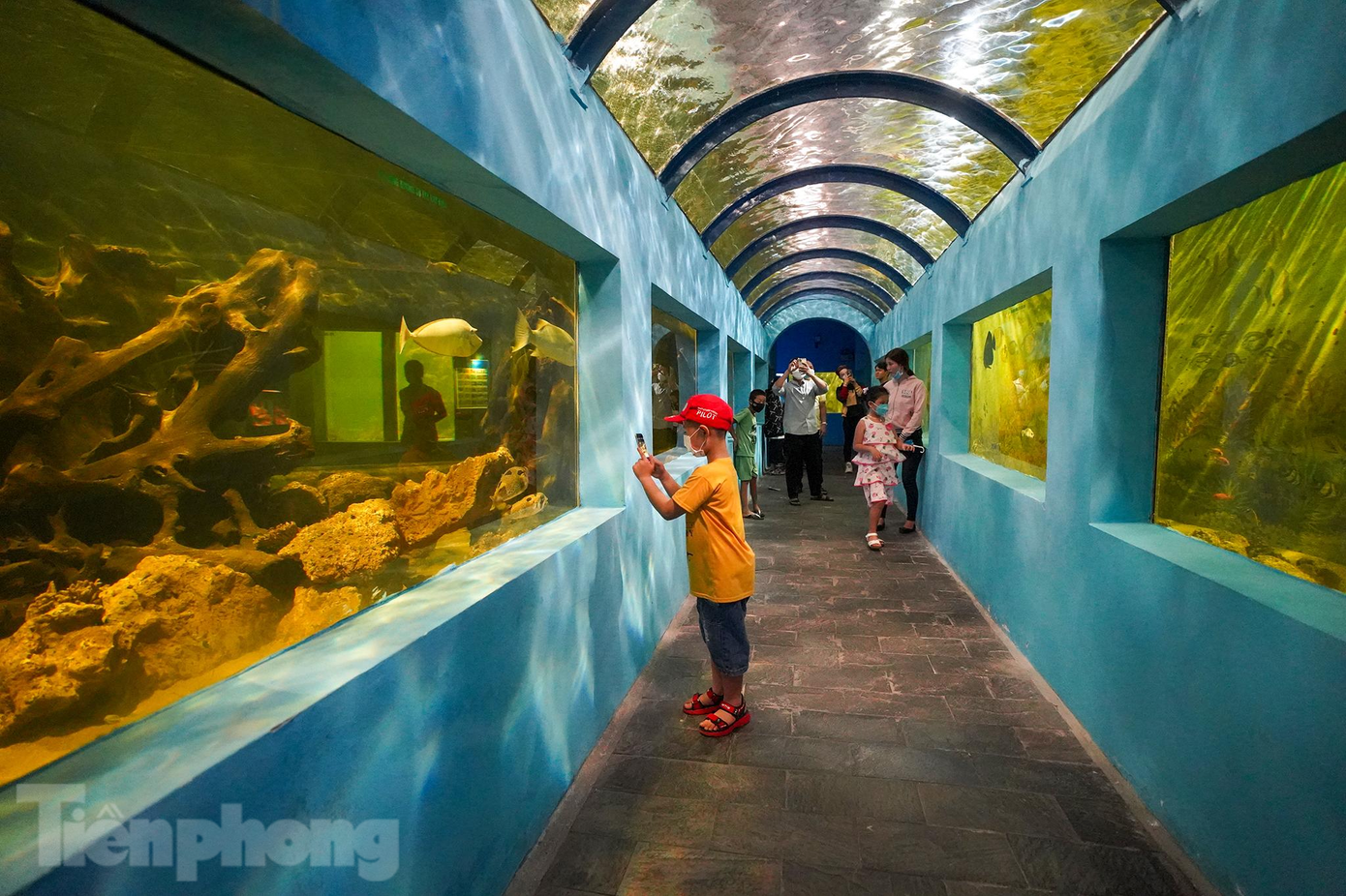 Cháu của anh Minh cũng rất thích thú, say sưa chụp ảnh các sinh vật đại dương.