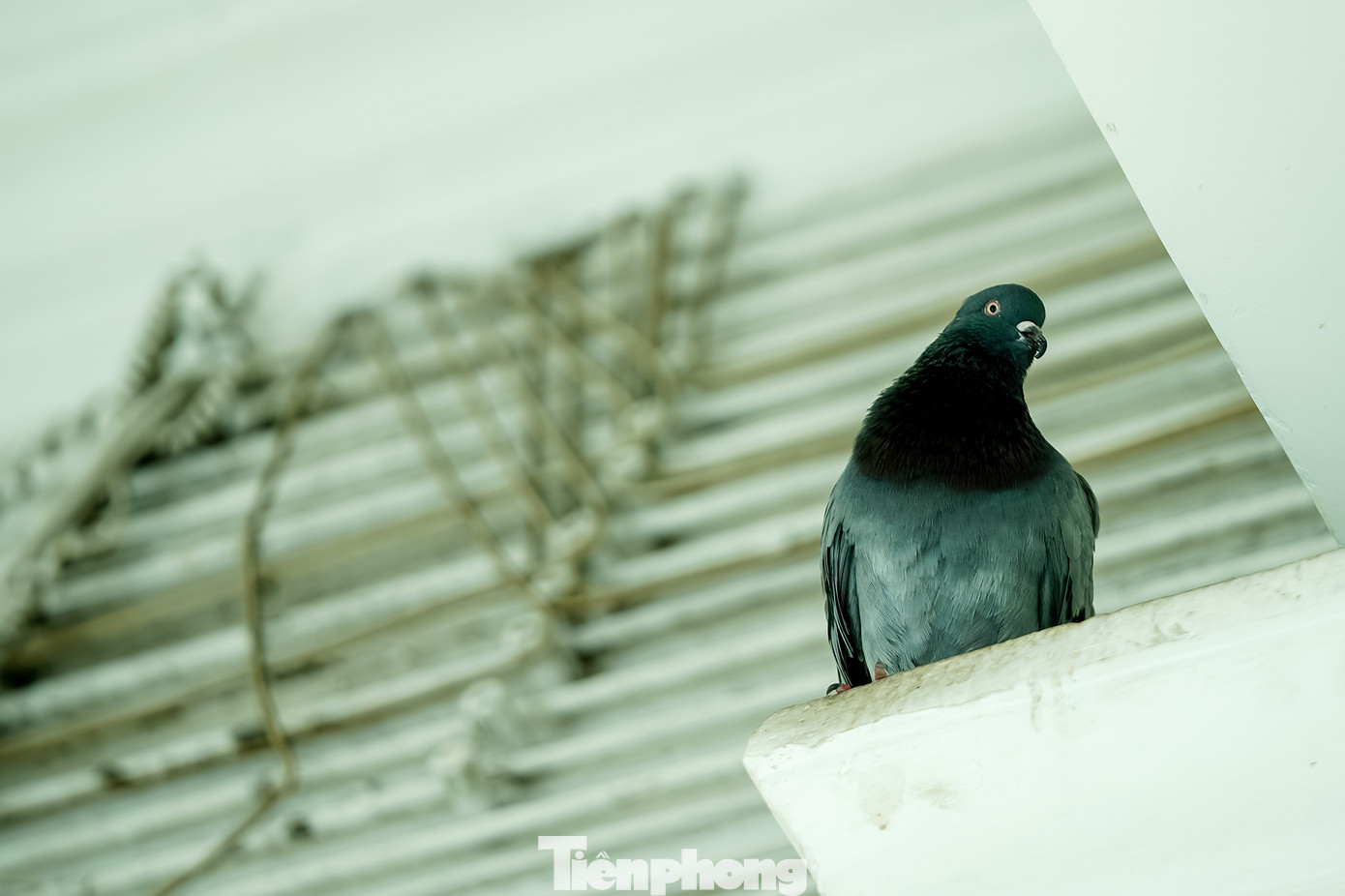 Rất dễ bắt gặp những chú bồ câu làm tổ trên trần nhà, hình ảnh tượng trưng cho &quot;đất lành, chim đậu&quot;.