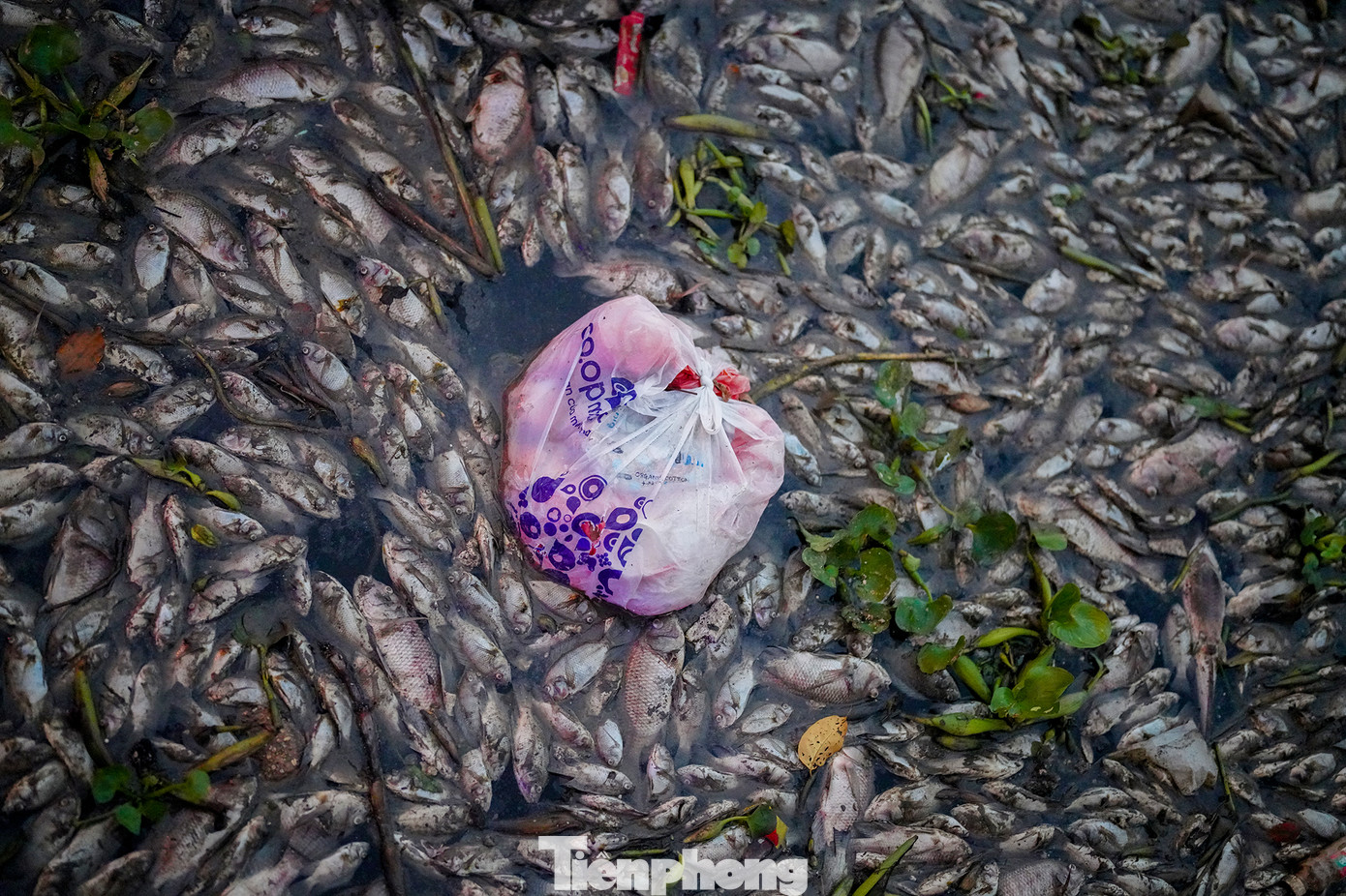 Một người dân sống gần cầu Kiệu, cho biết: "Sáng sớm ra tôi đã thấy cá chết nổi đầy kênh rồi, mùi hôi thối không chịu nổi, chiều nay là dày đặc ở chỗ cầu Thị Nghè. Năm nào cũng vậy, cứ mưa xuống là cá lại chết".