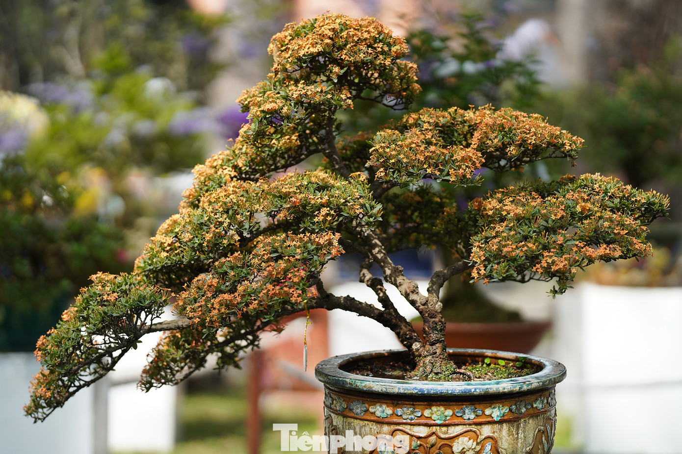 Những giống hoa trang lạ về màu sắc, kiểu dáng thu hút du khách. Những giống hoa trang lạ về màu sắc, kiểu dáng thu hút du khách.