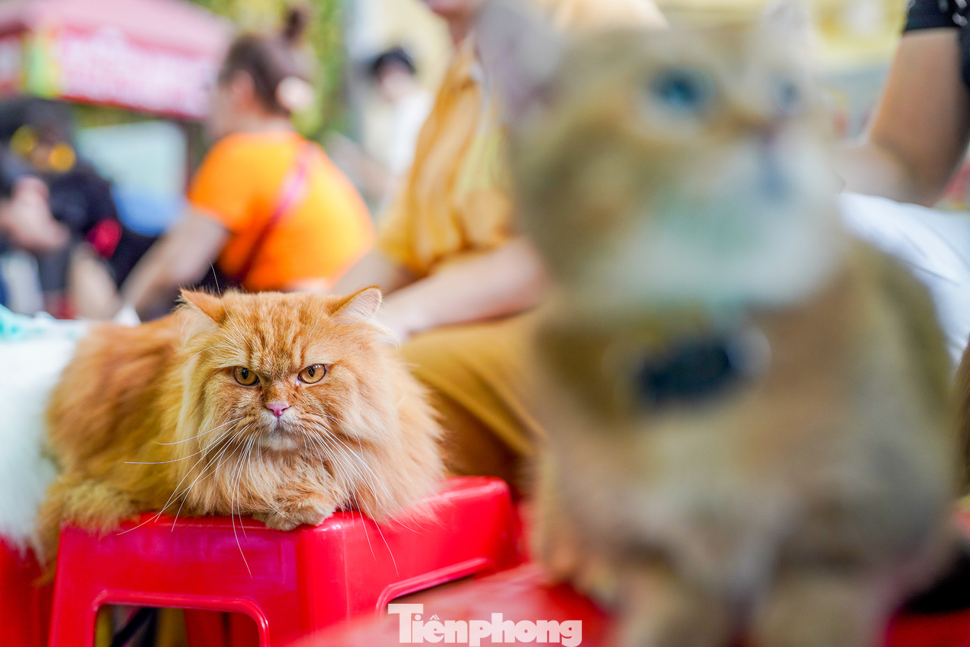 Thú cưng thu hút các em nhỏ.