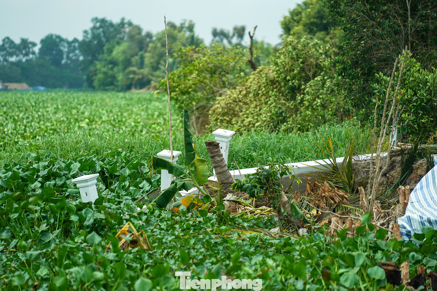 Phần hàng rào bờ kè trước nhà bà Thuỷ được đầu tư gần 500 triệu đồng giờ chỉ còn lại thế này.