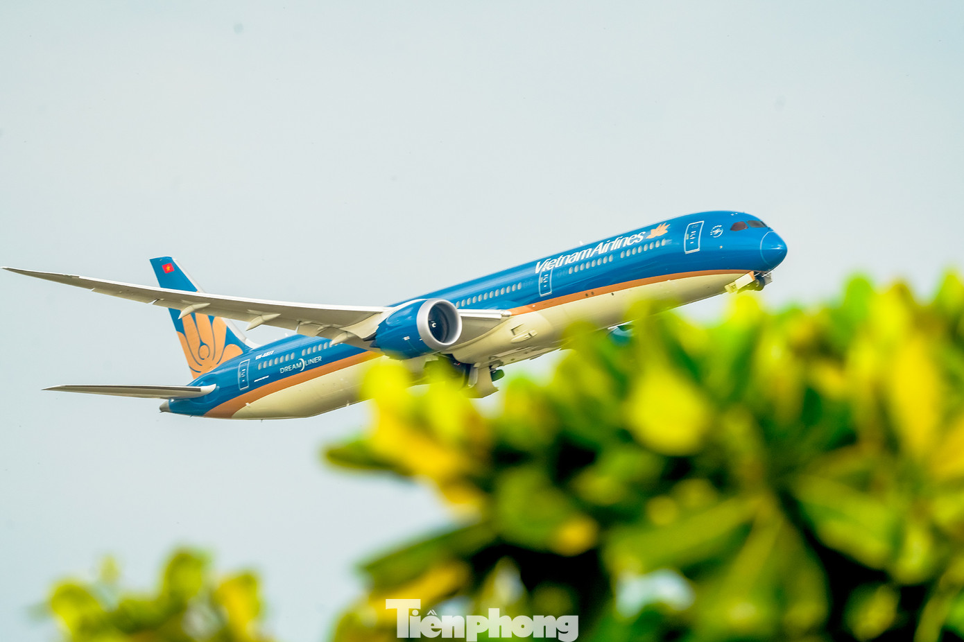 Khoảnh khắc máy bay vụt qua kẽ lá khá thơ mộng.