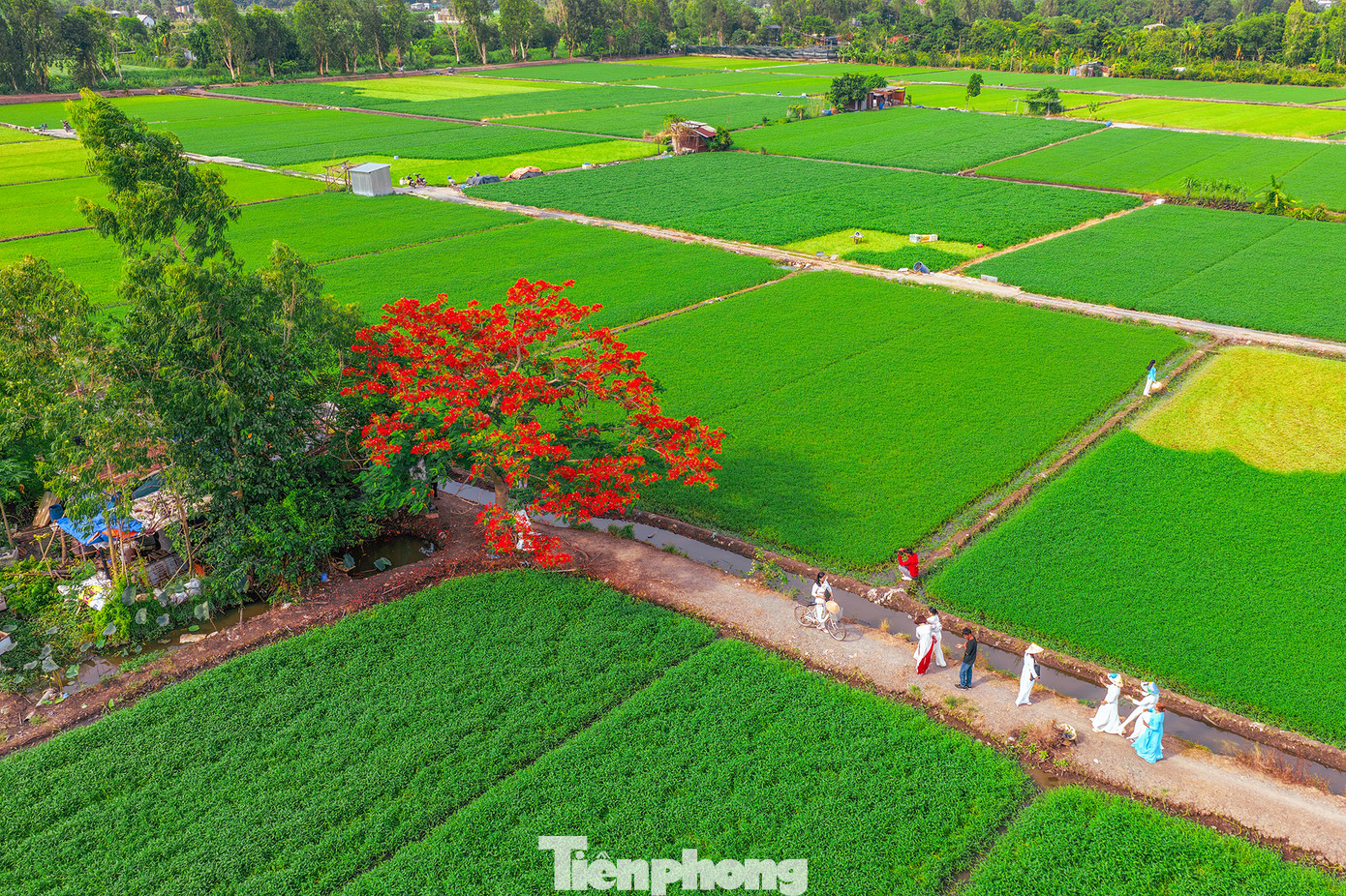 TPHCM đang bước vào mùa phượng nở, và một trong những điểm “check-in” đang gây sốt cộng đồng mạng là cây phượng vĩ cổ thụ ở quận 12. Ảnh: Luân Thành