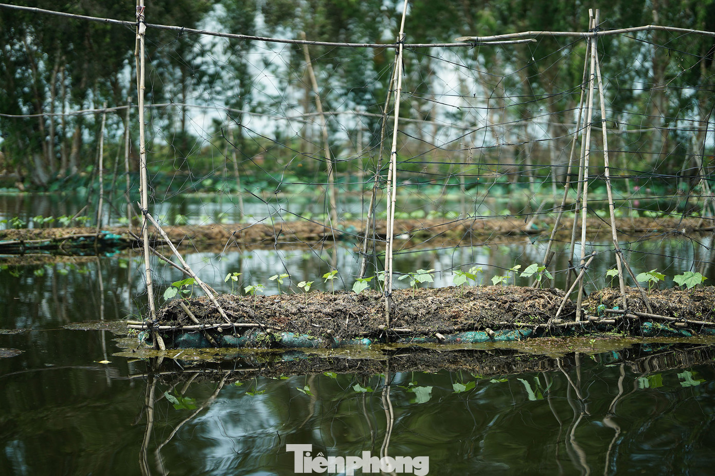 Bè nước cách ly với đất liền nên các loài gây hại, nấm bệnh không thể tiếp cận được. Bè nước cách ly với đất liền nên các loài gây hại, nấm bệnh không thể tiếp cận được.