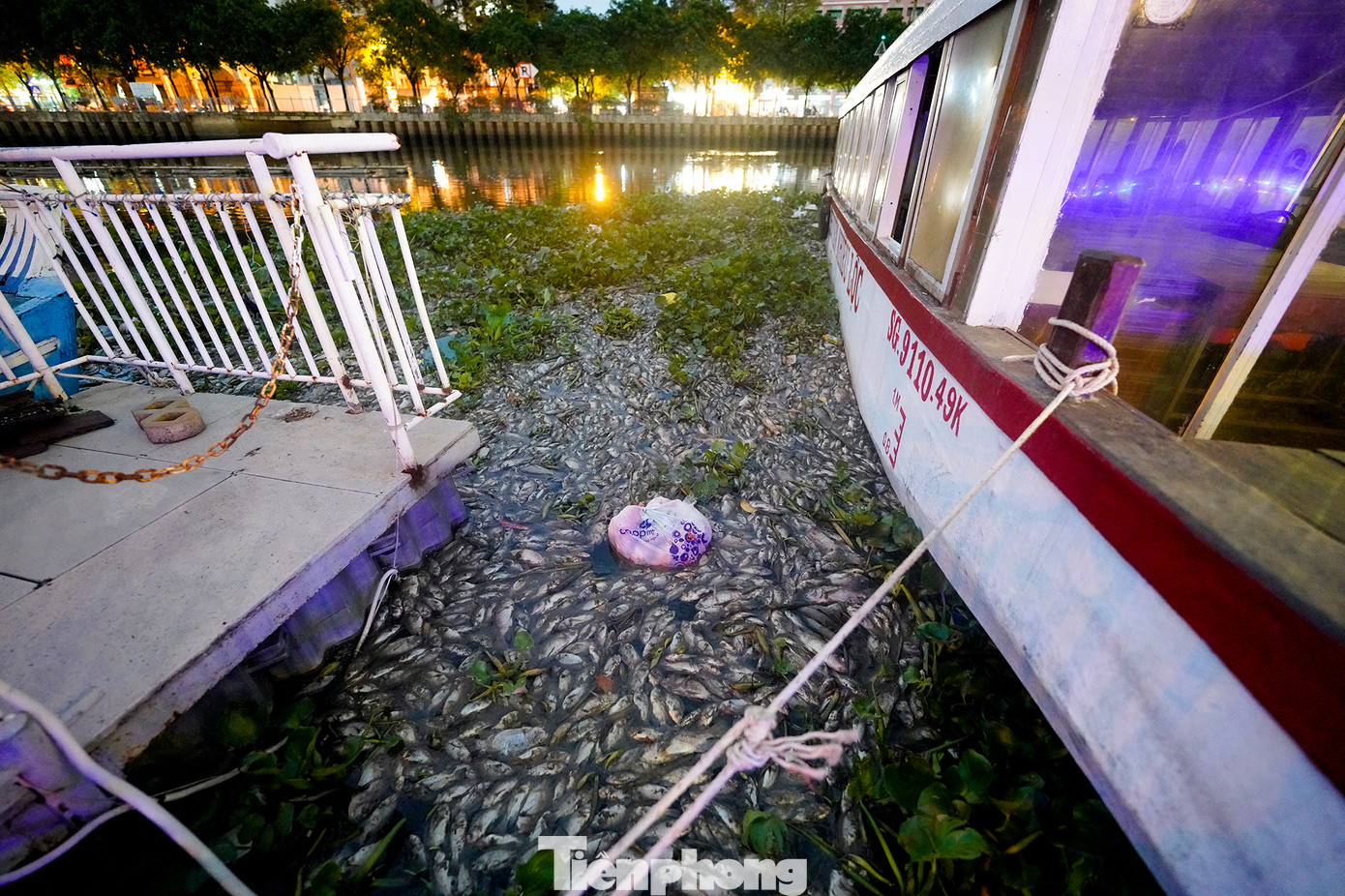 Đây không phải là lần đầu tiên kênh Nhiêu Lộc – Thị Nghè chứng kiến cảnh tượng cá chết hàng loạt sau mưa.