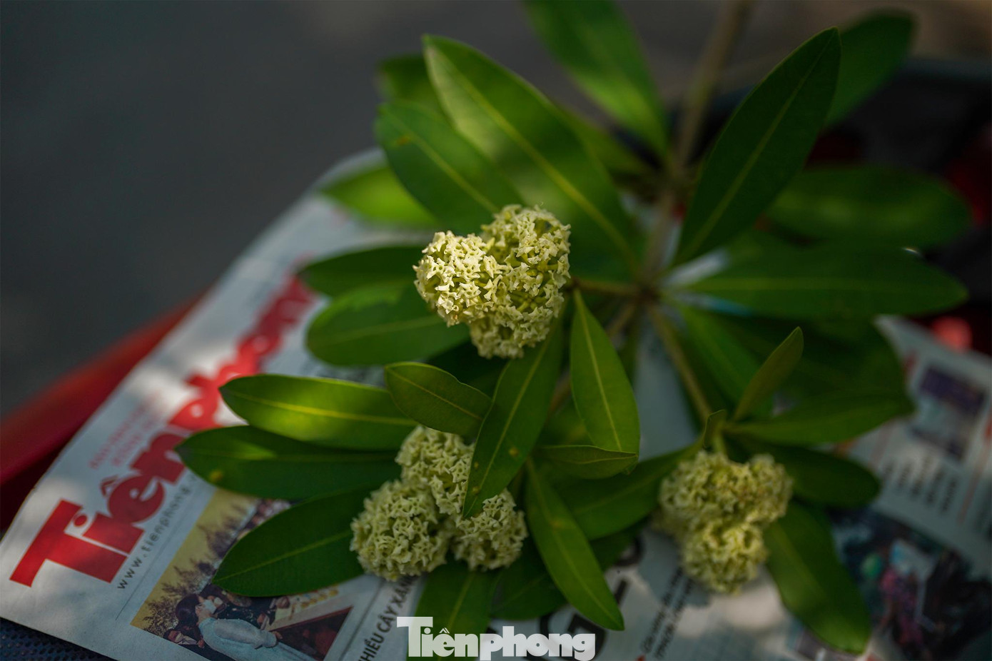 &quot;Hoàng Quốc Việt (Hà Nội) là một trong những con đường Hoa sữa nổi tiếng, nơi những chùm bông trắng muốt cùng mùi hương lan tỏa khiến ai một lần đi ngang qua cũng đều phải ngạc nhiên và nhớ mãi&quot;, anh Lê Trọng Thành Đạt, quê gốc Hà Nội, hiện đang là giám sát công trình tại TPHCM chia sẻ.