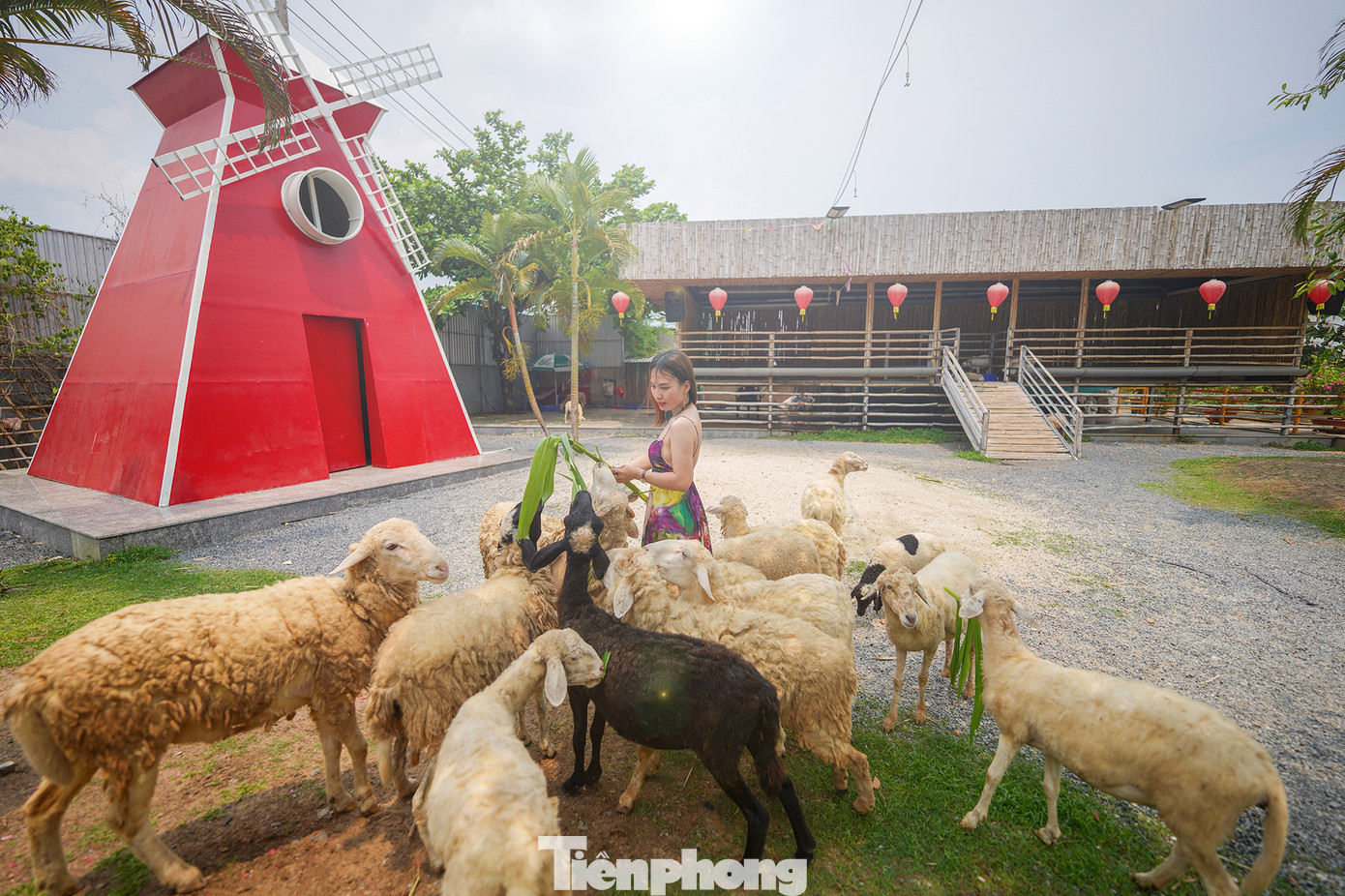 Kế bên vườn hoa Tuyết Sơn Phi Hồng là trang trại cừu. Trong trang trại có hơn 50 chú cừu khá thân thiện, nhất là khi du khách tham quan mang theo thức ăn.