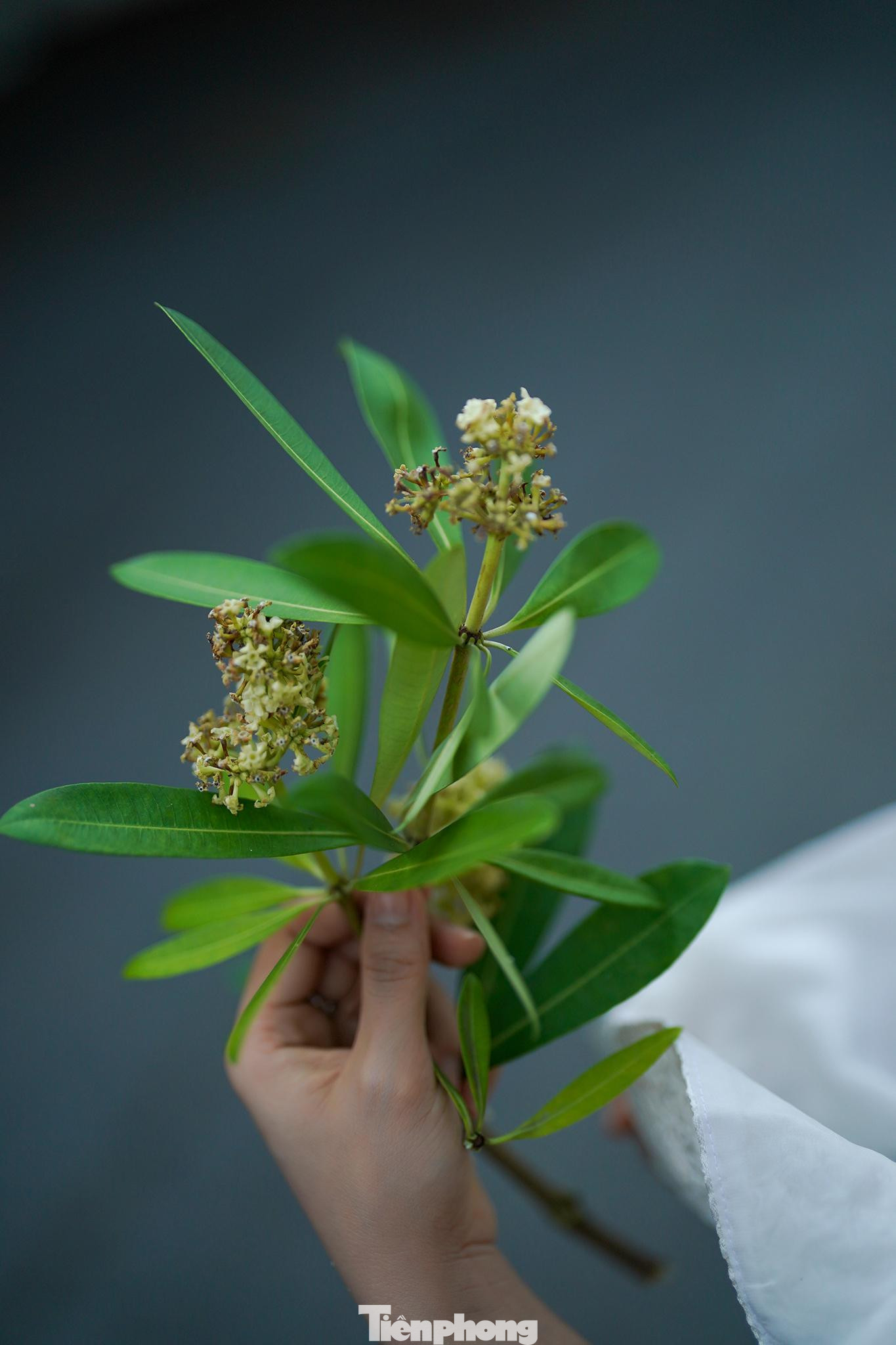 Hoa sữa chữa trị được nhiều loại bệnh. Vỏ cây được sử dụng để giải độc, chữa bệnh về đường ruột rất hiệu quả. Lá cây có tác dụng làm sảng khoái tinh thần và chống các triệu chứng tê phù.